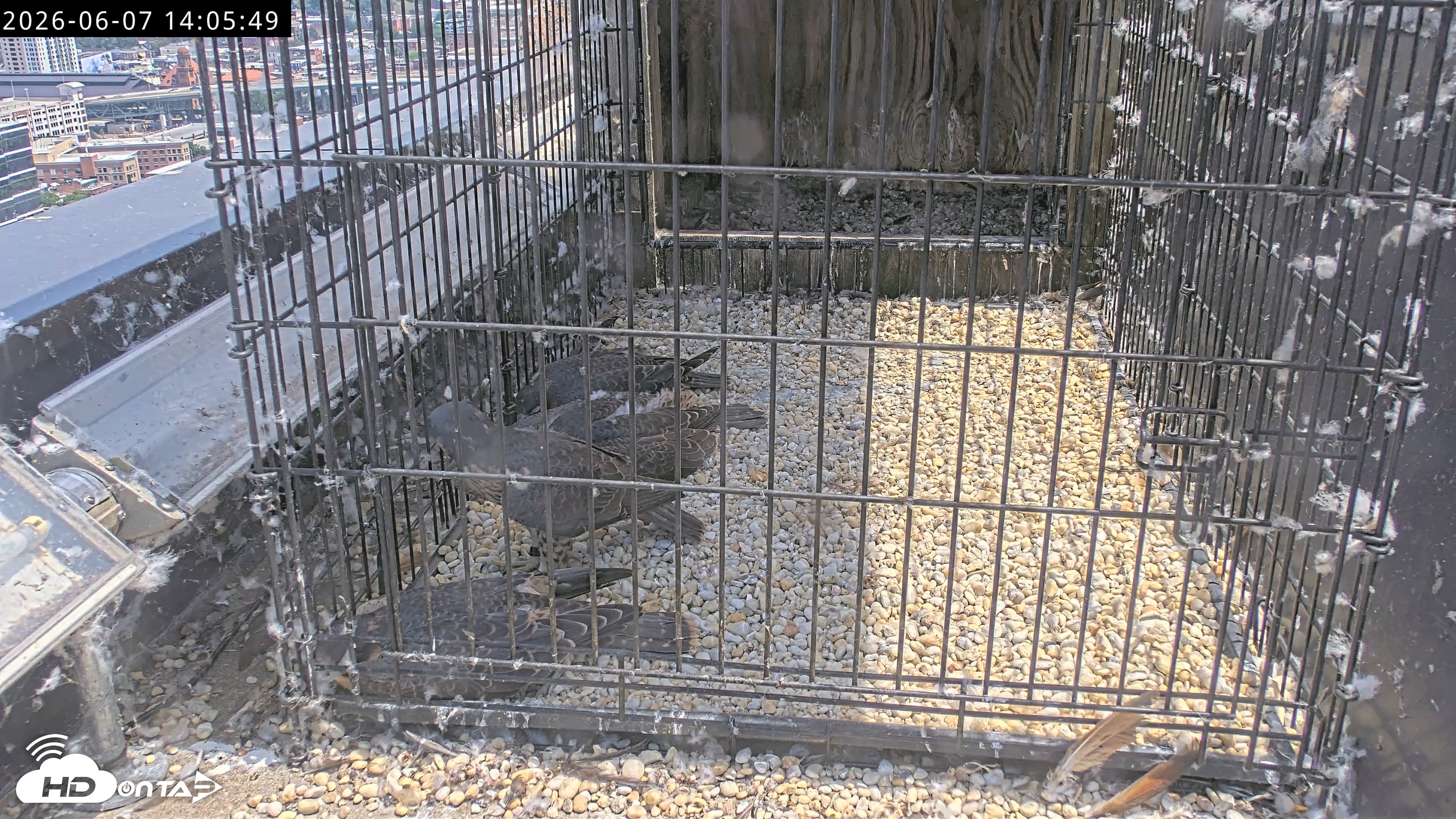 Snapshot of Richmond Virginia Peregrine Falcon Live Cam taken Jun 7, 2026, 2:07pm EDT