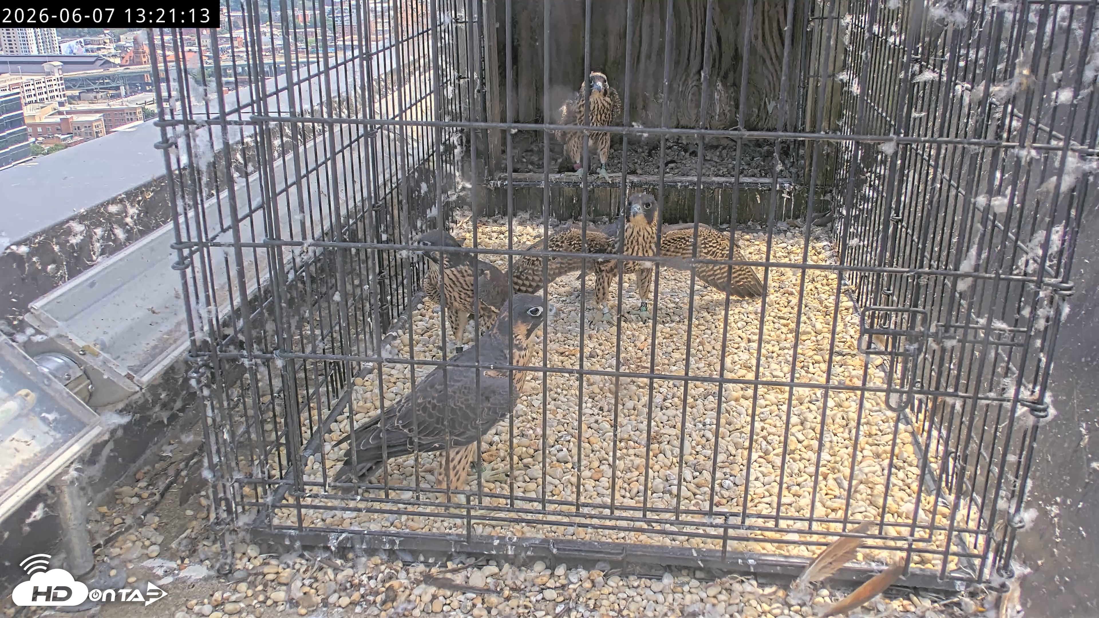 Snapshot of Richmond Virginia Peregrine Falcon Live Cam taken Jun 7, 2026, 1:23pm EDT