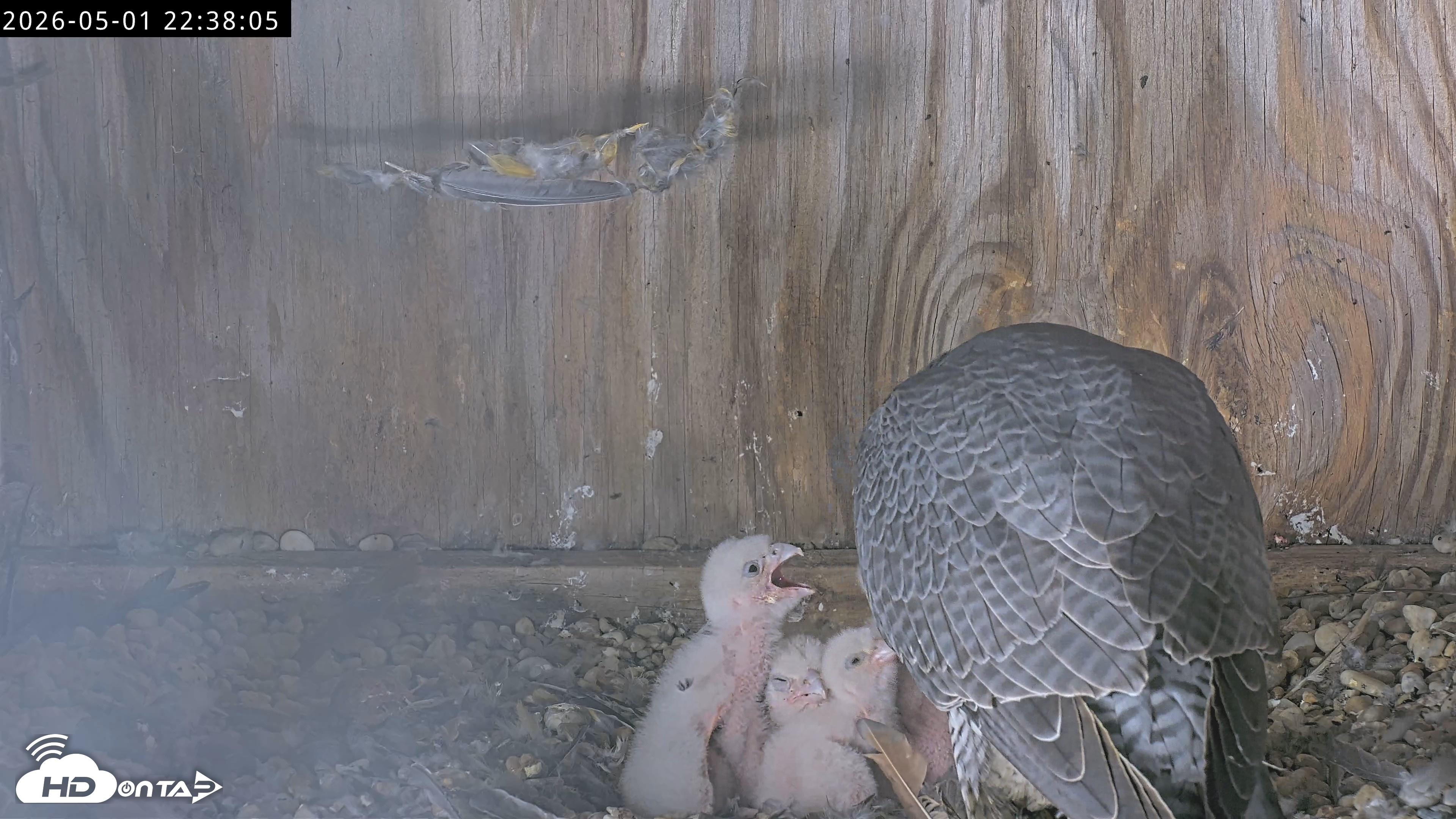 Snapshot of Richmond Virginia Peregrine Falcon Live Cam taken May 1, 2026, 10:38pm EDT