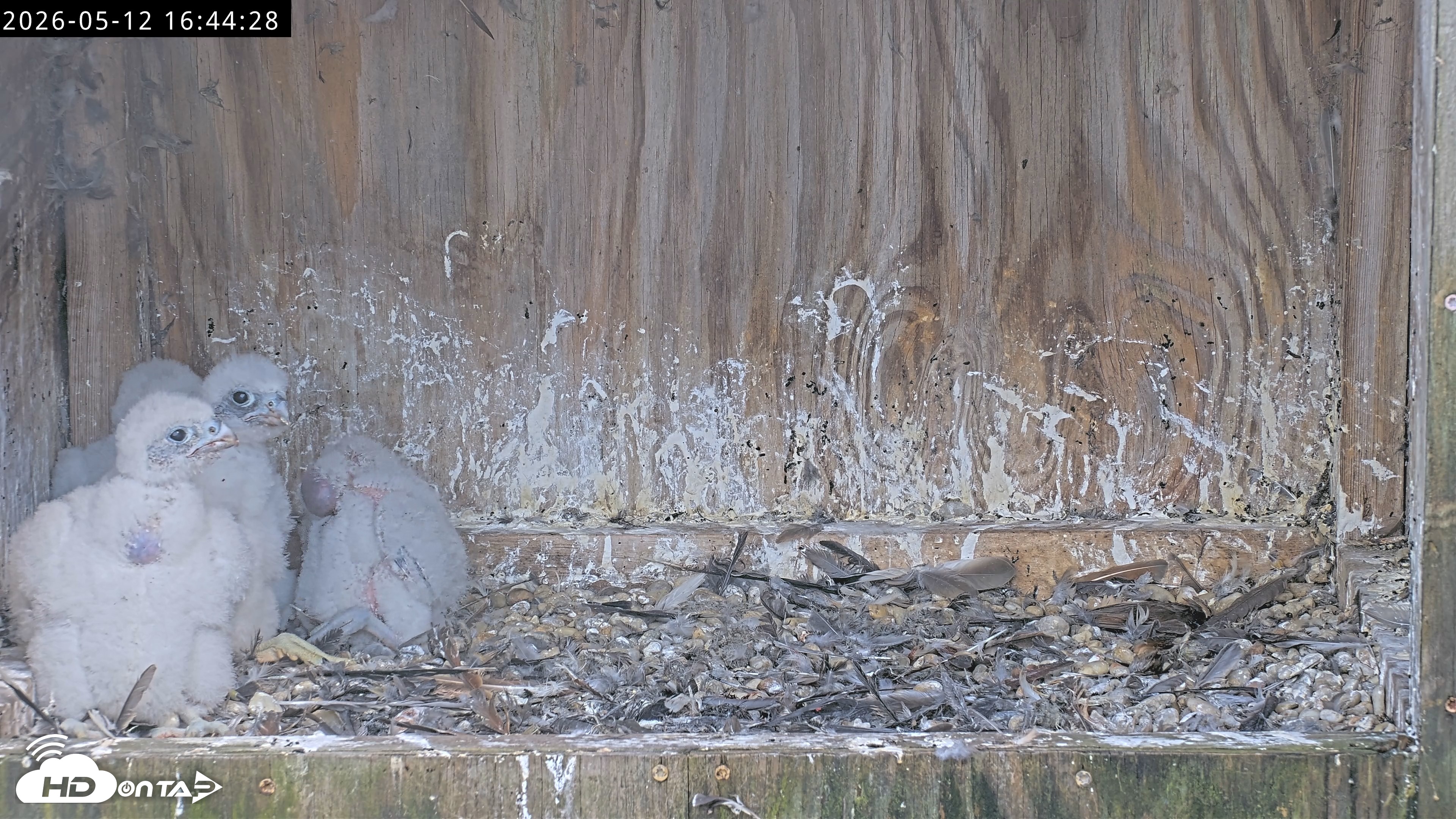Snapshot of Richmond Virginia Peregrine Falcon Live Cam taken May 12, 2026, 4:45pm EDT