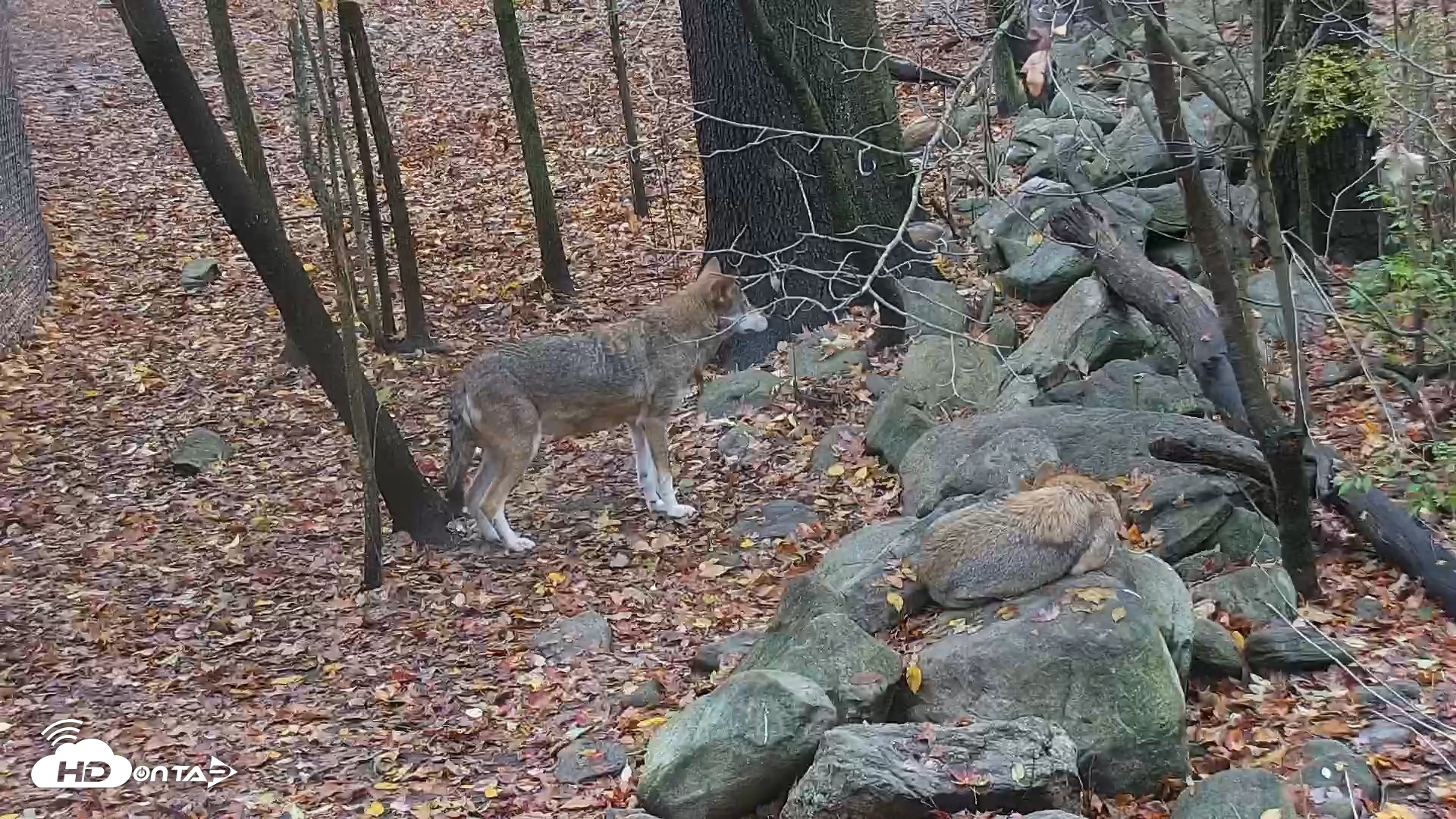 Snapshot of Wolf Center - Group 4 Wolves taken Oct 31, 2025, 7:45am EDT