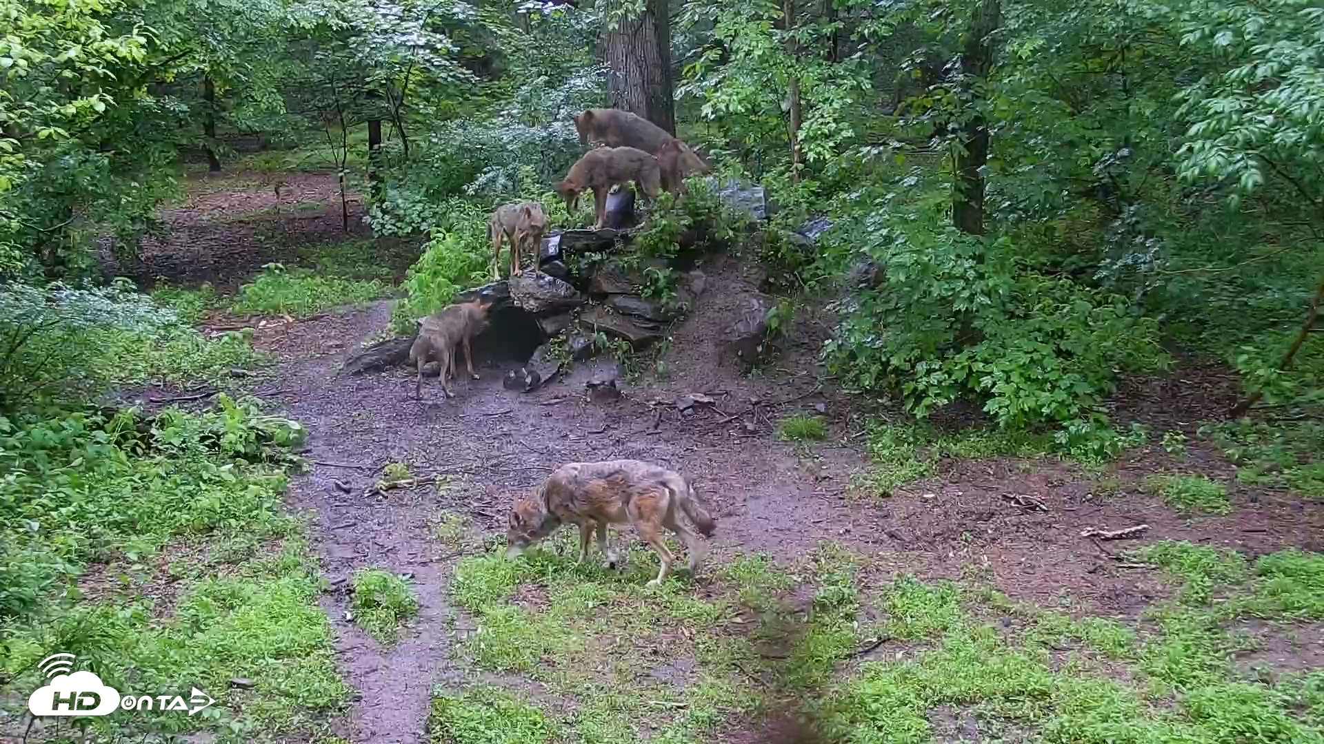 Snapshot of Wolf Center - Group 4 Wolves taken May 31, 2025, 6:49am EDT