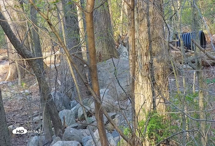 Snapshot of Wolf Center - Group 4 Wolves taken Apr 24, 2025, 7:48am EDT