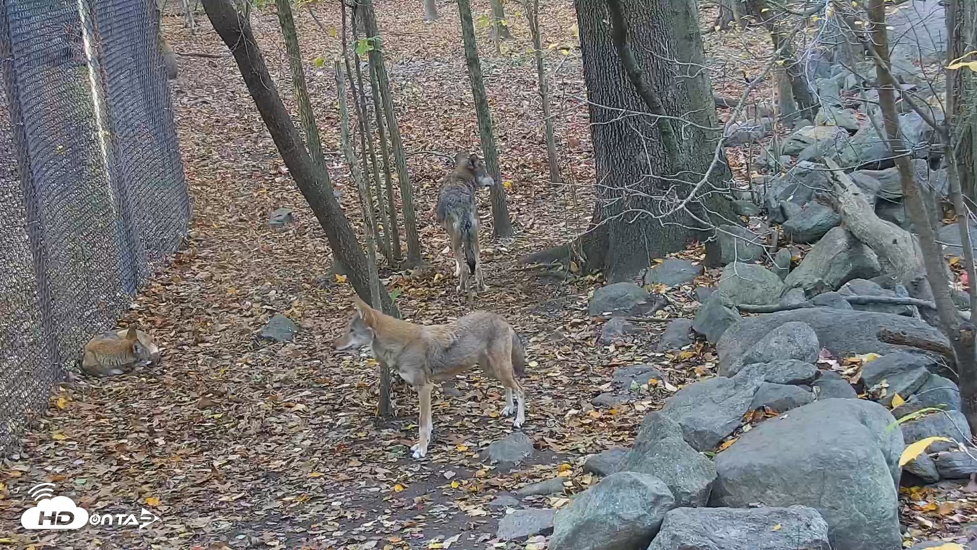 Snapshot of Wolf Center - Group 4 Wolves taken Oct 21, 2025, 8:18am EDT