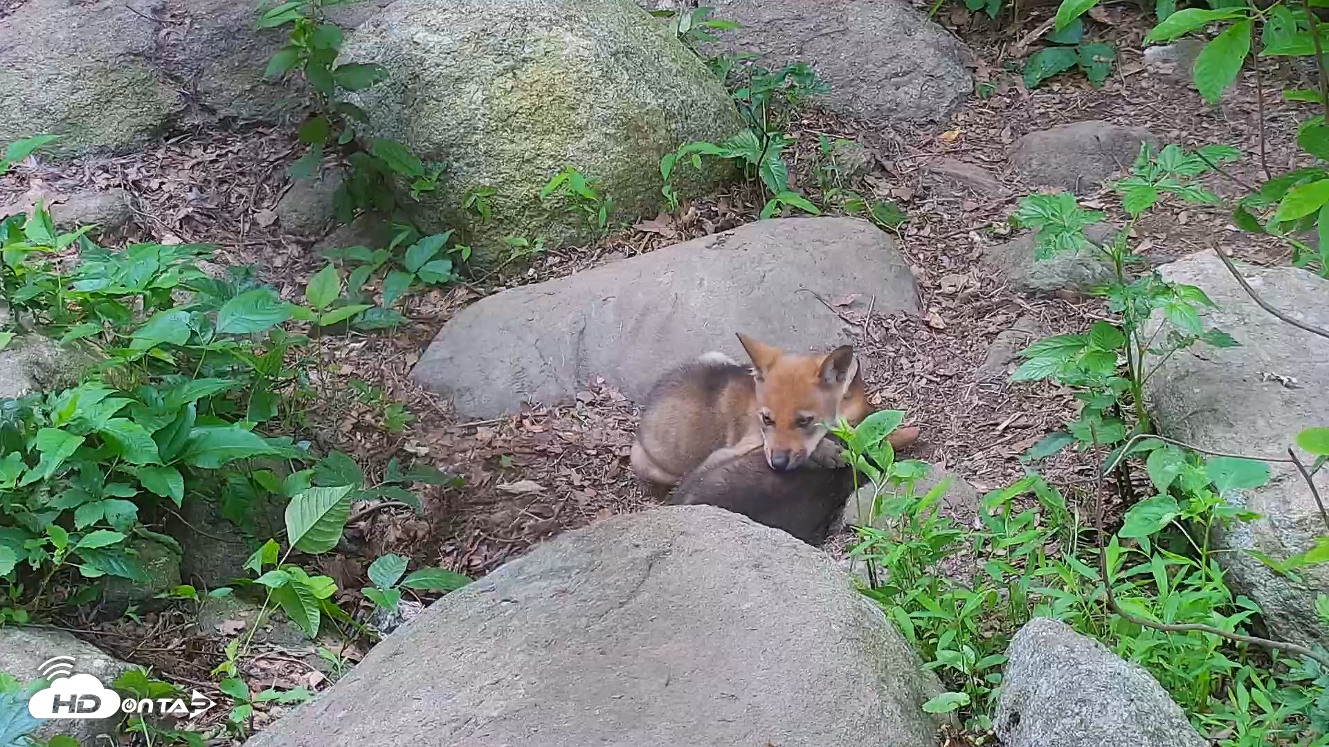 Snapshot of Wolf Center - Group 4 Wolves taken Jun 13, 2025, 8:07am EDT