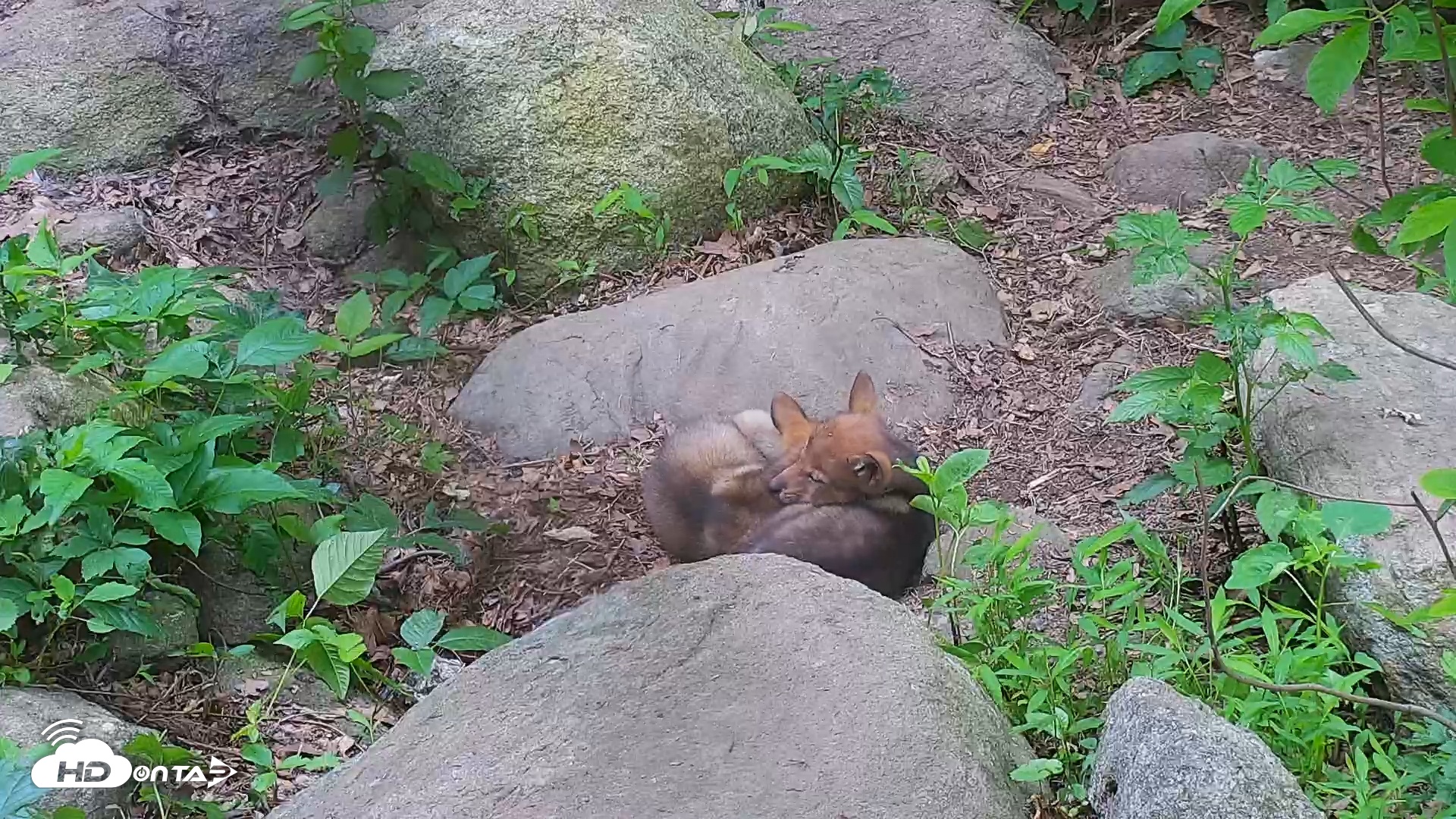 Snapshot of Wolf Center - Group 4 Wolves taken Jun 13, 2025, 8:11am EDT