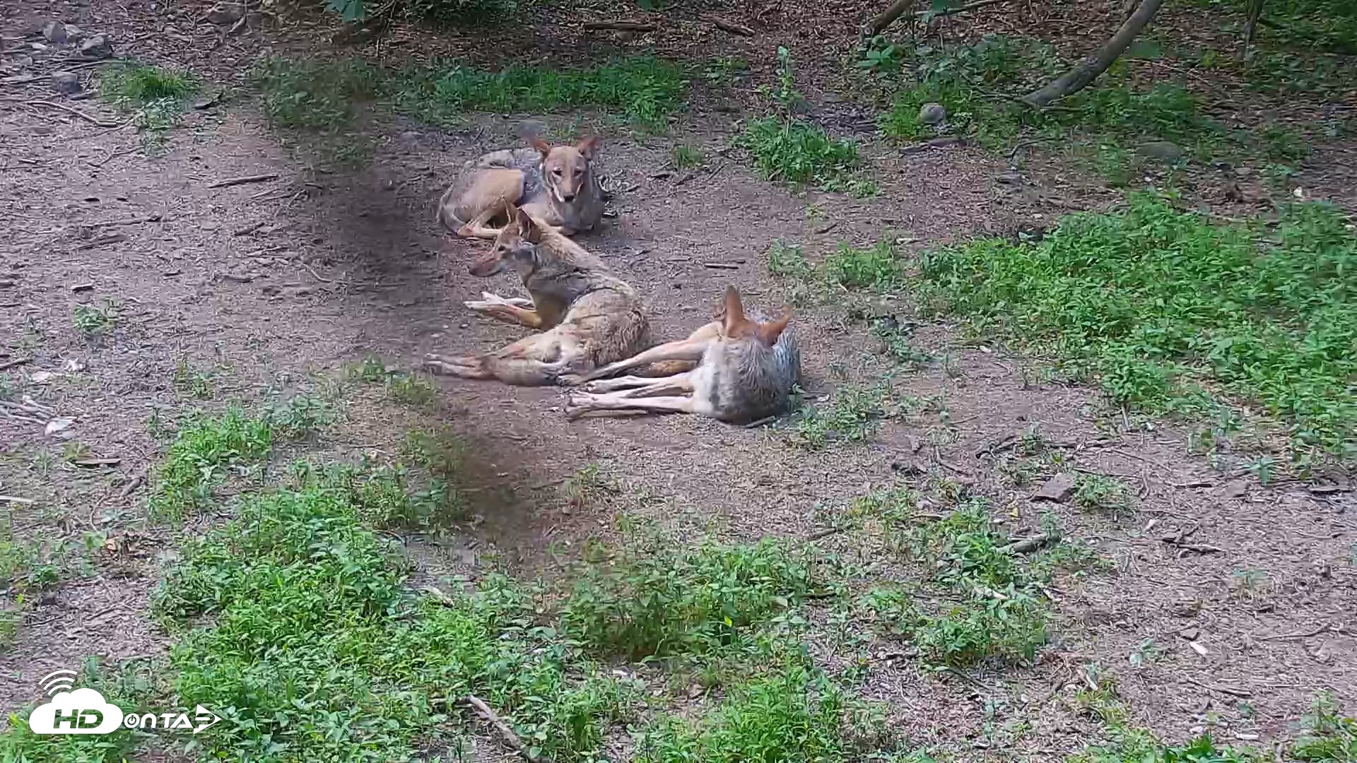 Snapshot of Wolf Center - Group 4 Wolves taken Jun 13, 2025, 6:17pm EDT