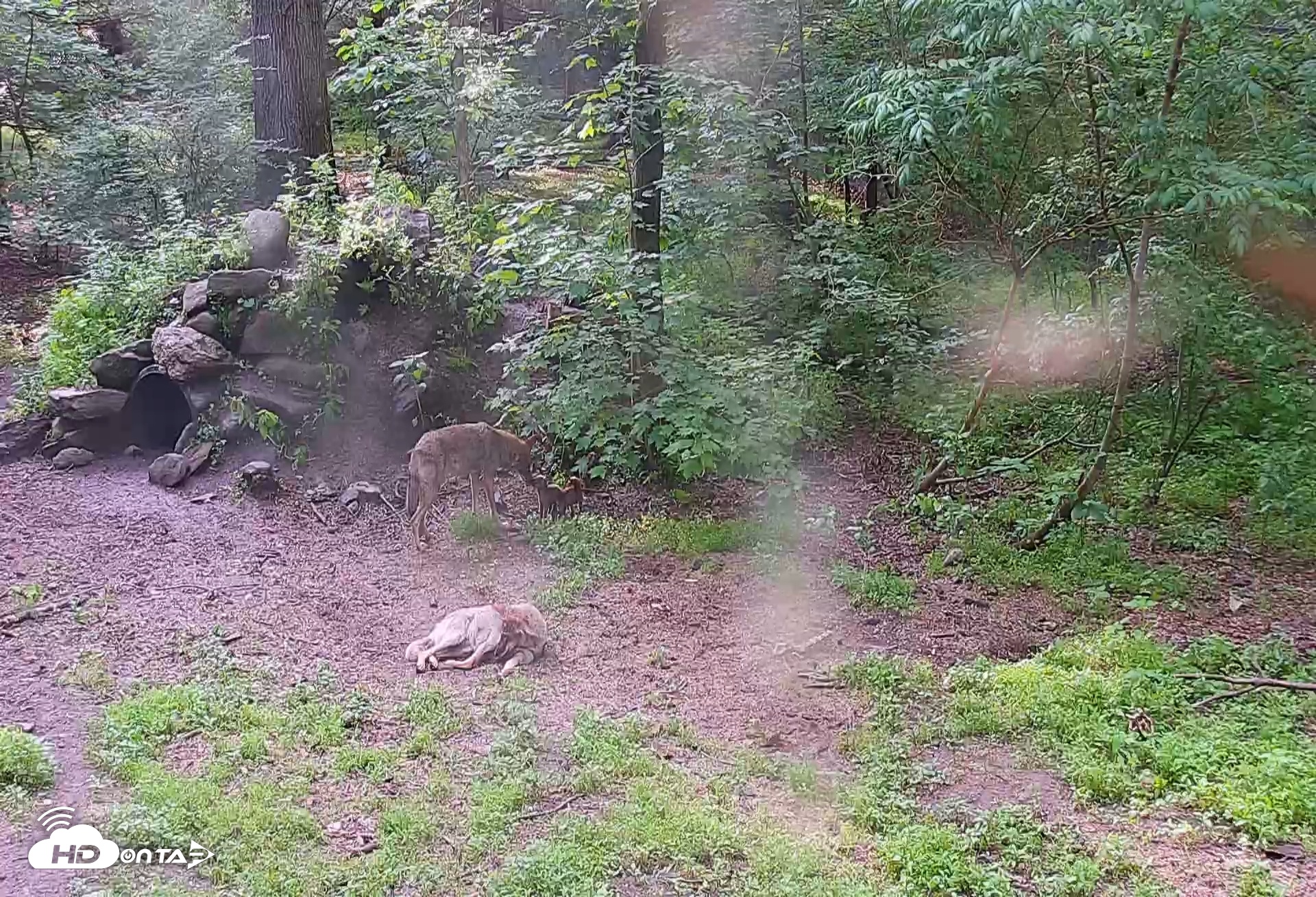 Snapshot of Wolf Center - Group 4 Wolves taken May 29, 2025, 6:25pm EDT