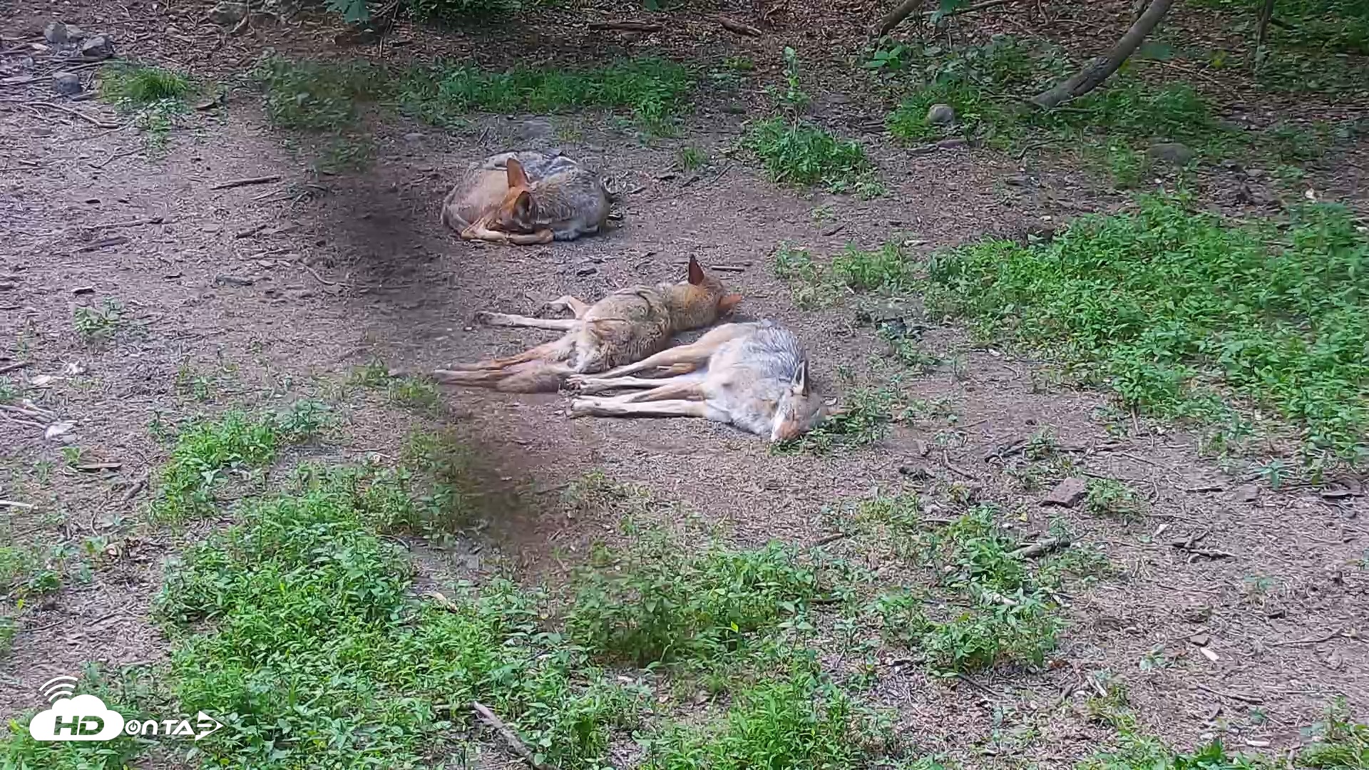 Snapshot of Wolf Center - Group 4 Wolves taken Jun 13, 2025, 6:16pm EDT