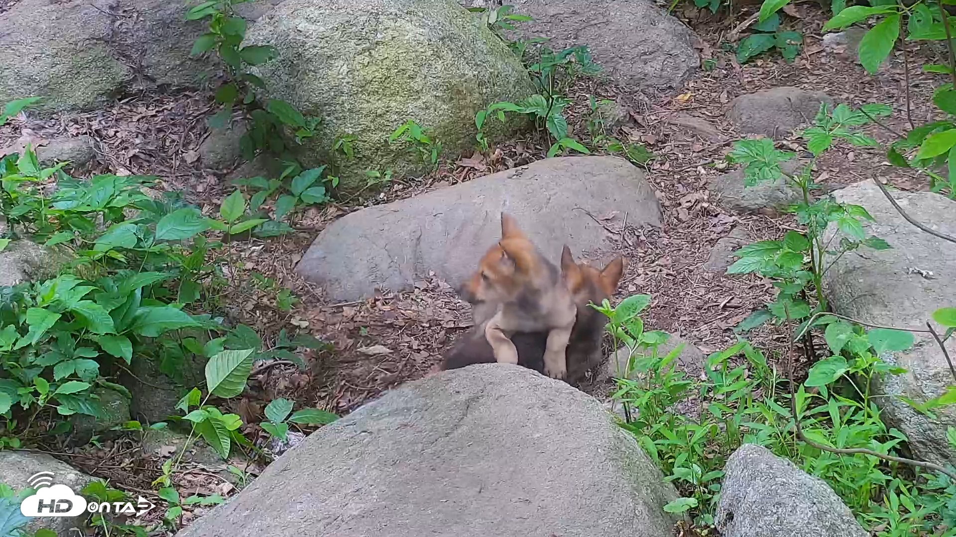 Snapshot of Wolf Center - Group 4 Wolves taken Jun 13, 2025, 8:05am EDT