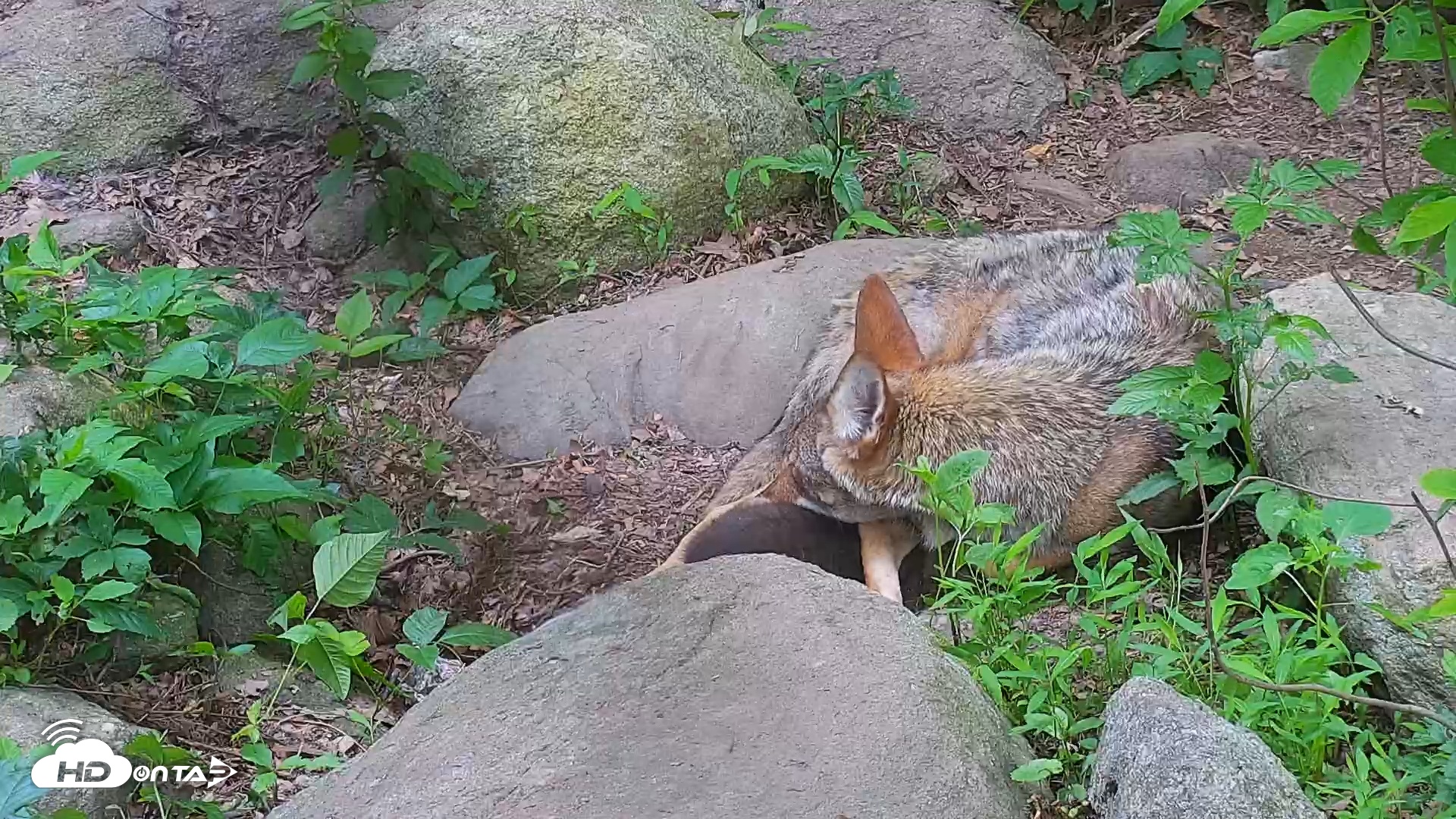 Snapshot of Wolf Center - Group 4 Wolves taken Jun 13, 2025, 7:58am EDT