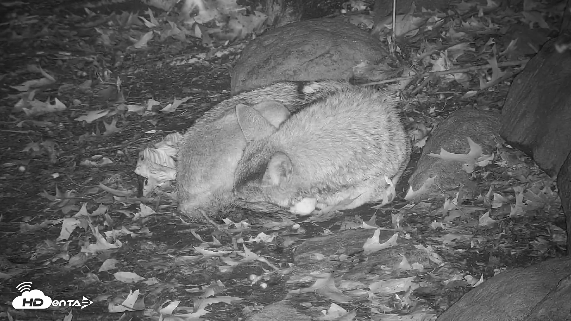 Snapshot of Wolf Center - Group 4 Wolves taken Nov 10, 2025, 8:17pm EST