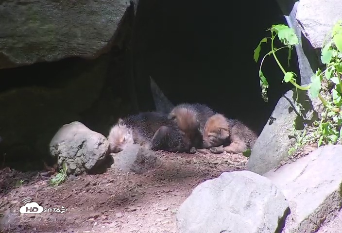 Snapshot of Wolf Center - Group 4 Wolves taken May 20, 2025, 12:24pm EDT