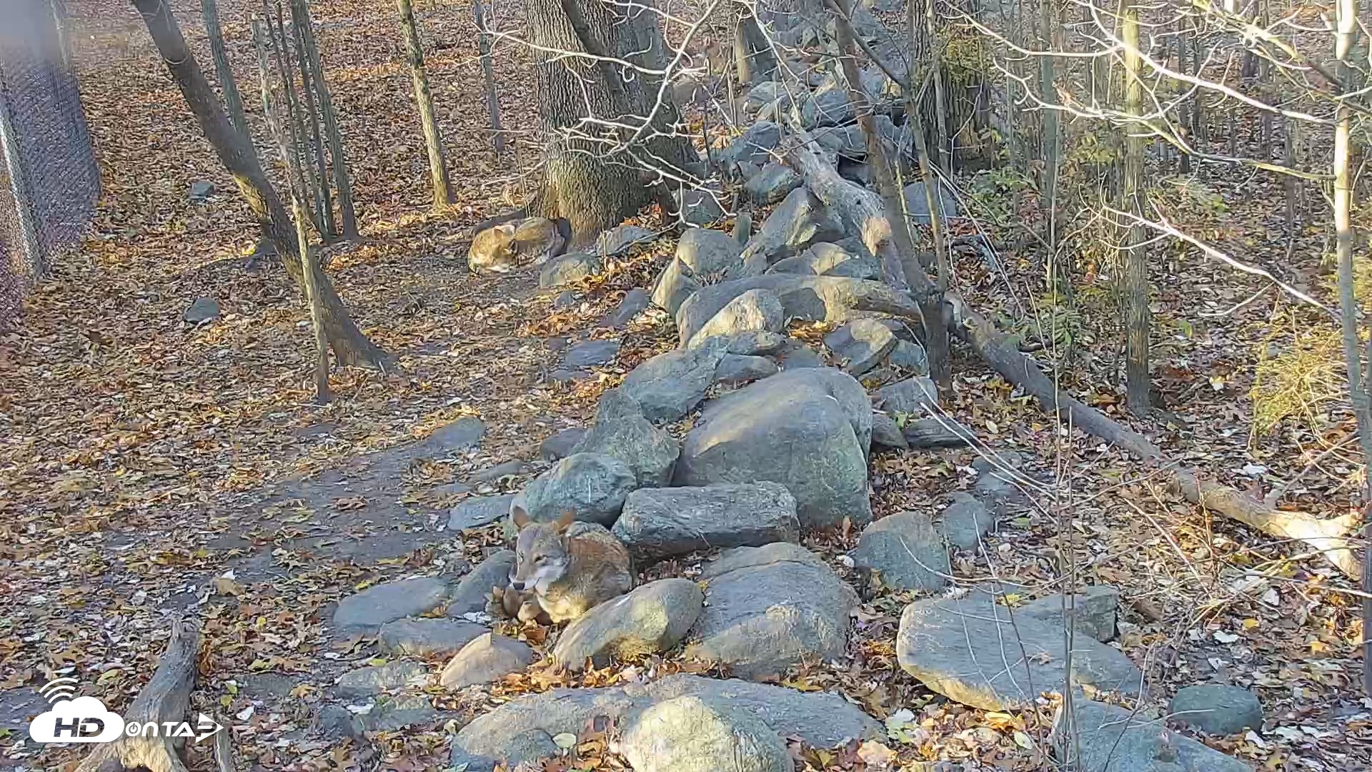 Snapshot of Wolf Center - Group 4 Wolves taken Nov 6, 2025, 7:53am EST