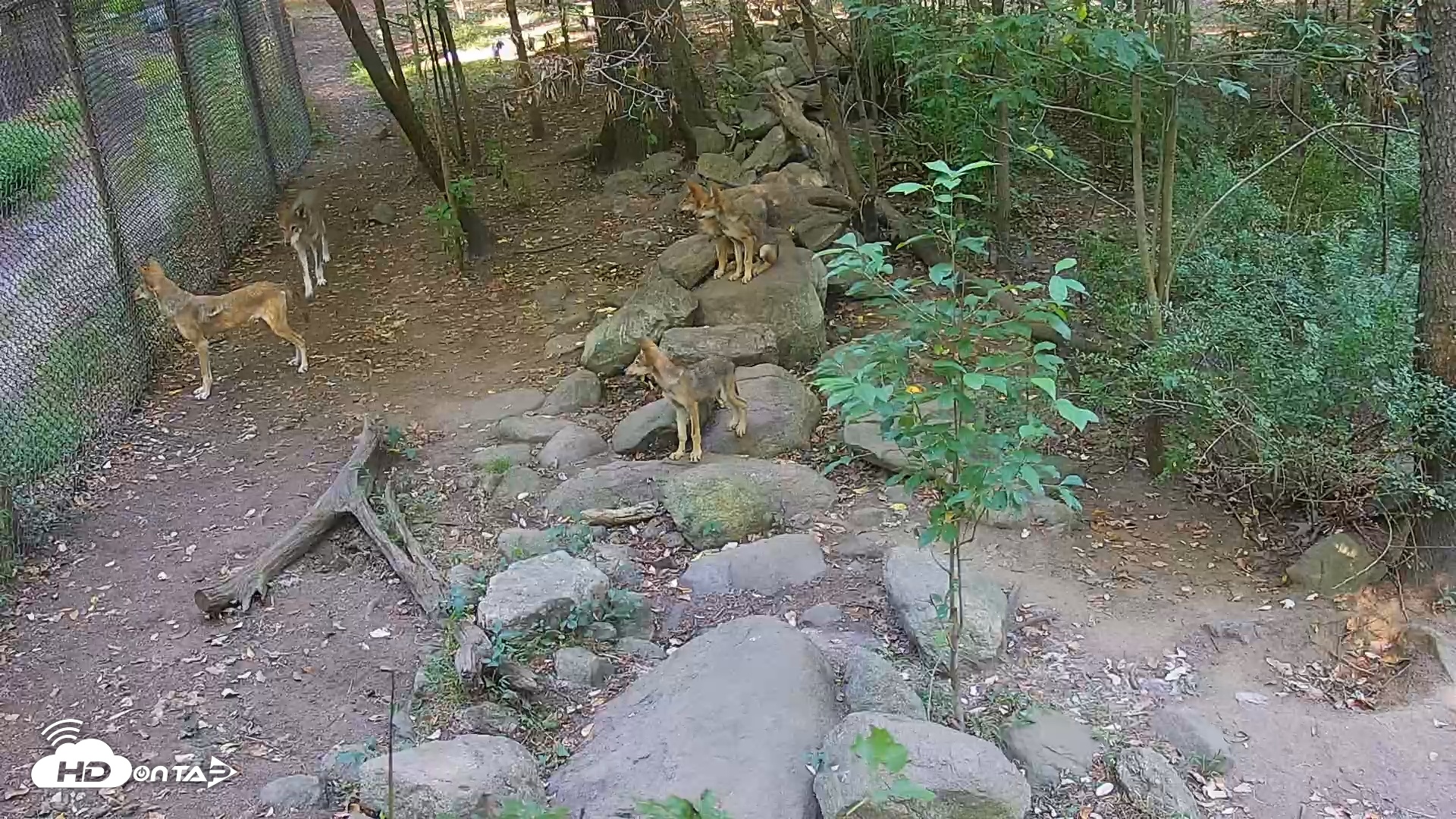 Snapshot of Wolf Center - Group 4 Wolves taken Aug 19, 2025, 8:21am EDT