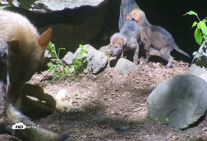 Snapshot of Wolf Center - Group 4 Wolves taken May 19, 2025, 11:13am EDT