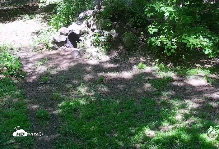 Snapshot of Wolf Center - Group 4 Wolves taken May 19, 2025, 11:08am EDT