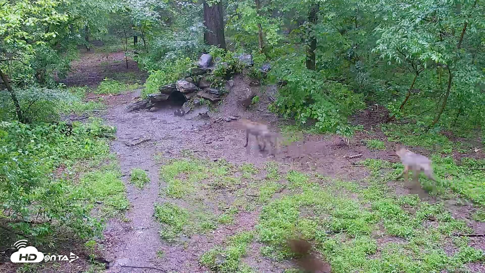 Snapshot of Wolf Center - Group 4 Wolves taken May 31, 2025, 8:55am EDT