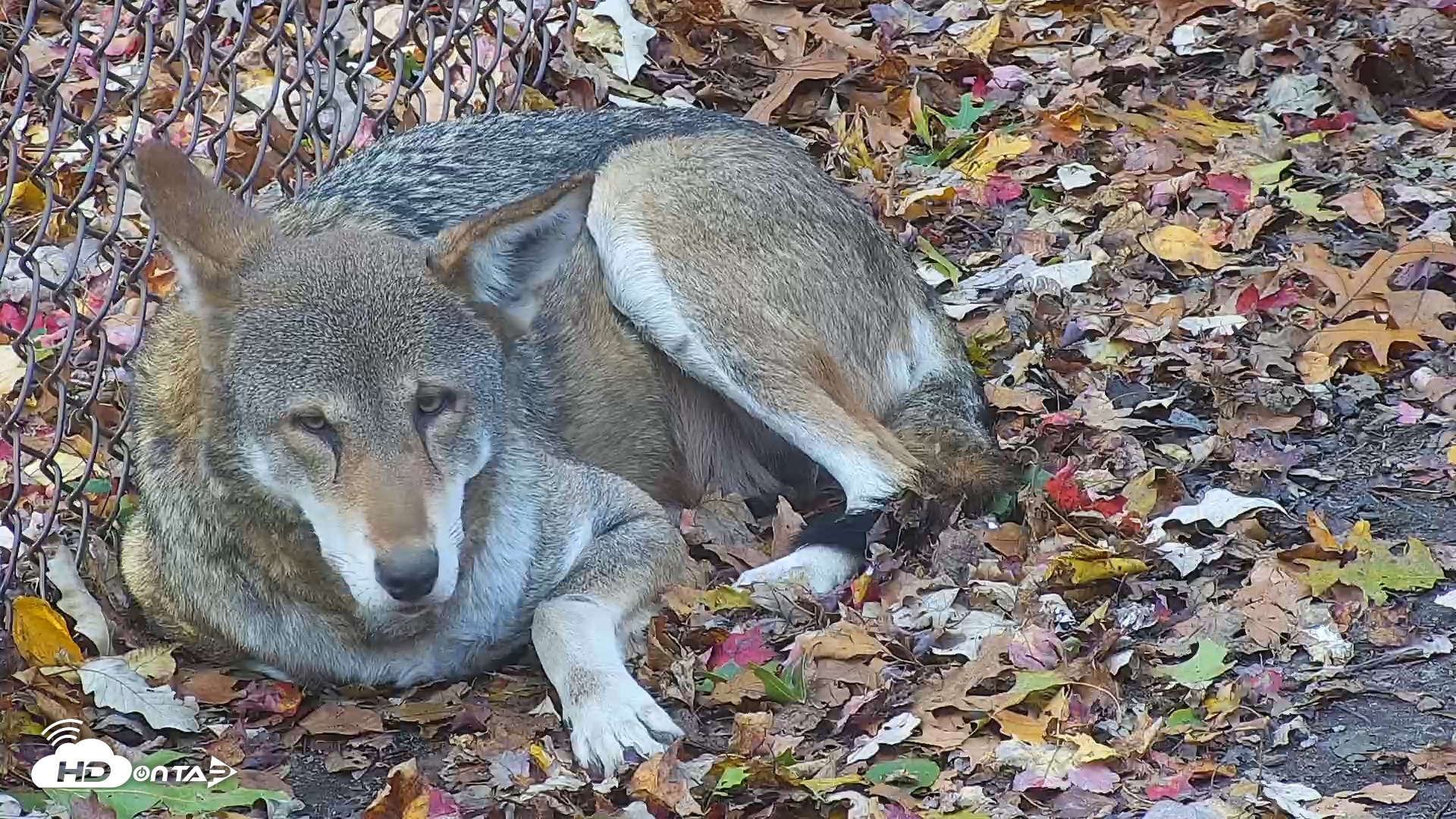 Snapshot of Wolf Center - Group 4 Wolves taken Nov 1, 2025, 8:47am EDT