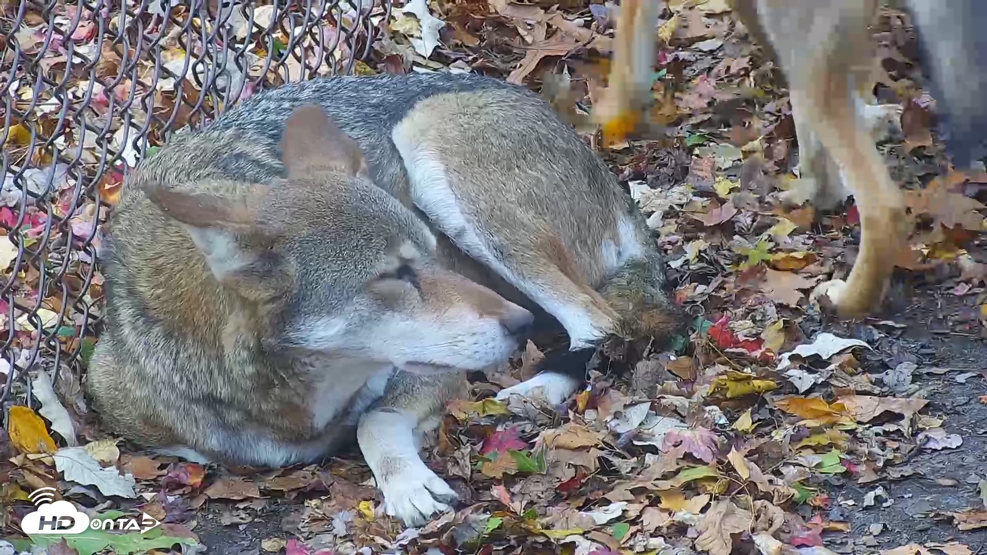 Snapshot of Wolf Center - Group 4 Wolves taken Nov 1, 2025, 8:46am EDT