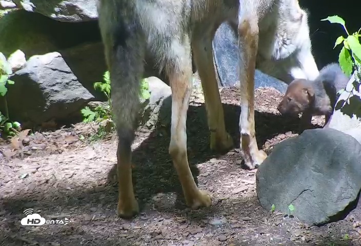 Snapshot of Wolf Center - Group 4 Wolves taken May 19, 2025, 11:12am EDT