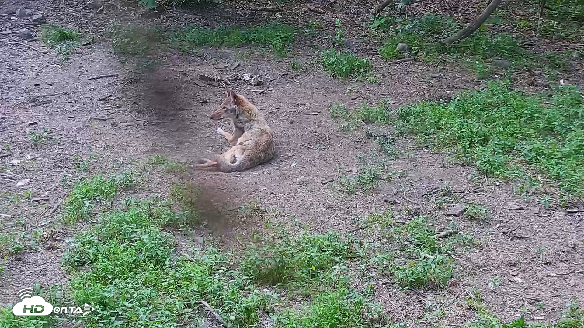 Snapshot of Wolf Center - Group 4 Wolves taken Jun 13, 2025, 5:51pm EDT