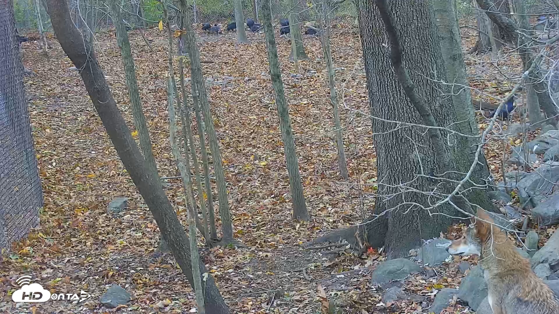 Snapshot of Wolf Center - Group 4 Wolves taken Nov 1, 2025, 8:07am EDT