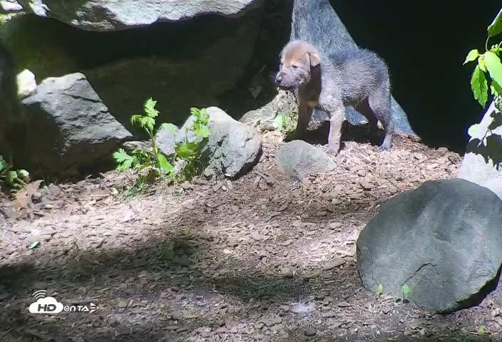 Snapshot of Wolf Center - Group 4 Wolves taken May 19, 2025, 11:10am EDT