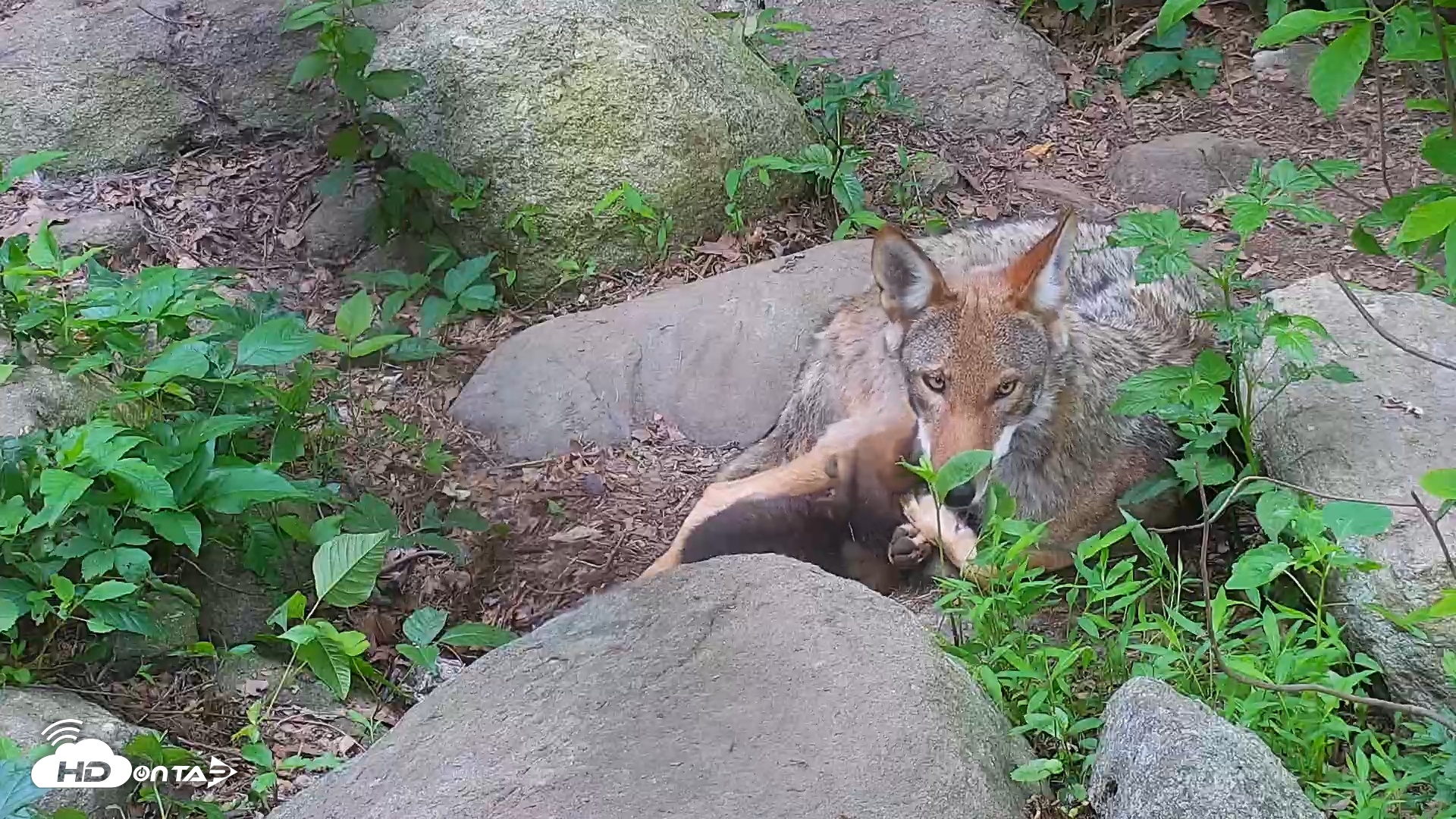 Snapshot of Wolf Center - Group 4 Wolves taken Jun 13, 2025, 8:00am EDT