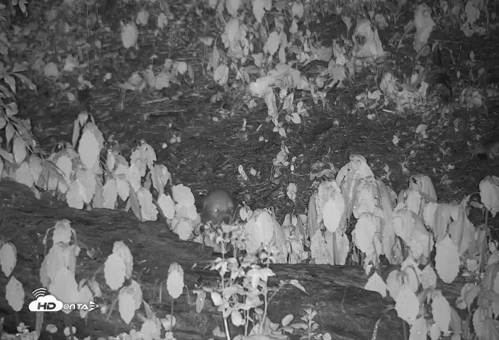 Snapshot of Wolf Center - Group 4 Wolves taken May 14, 2025, 8:27pm EDT