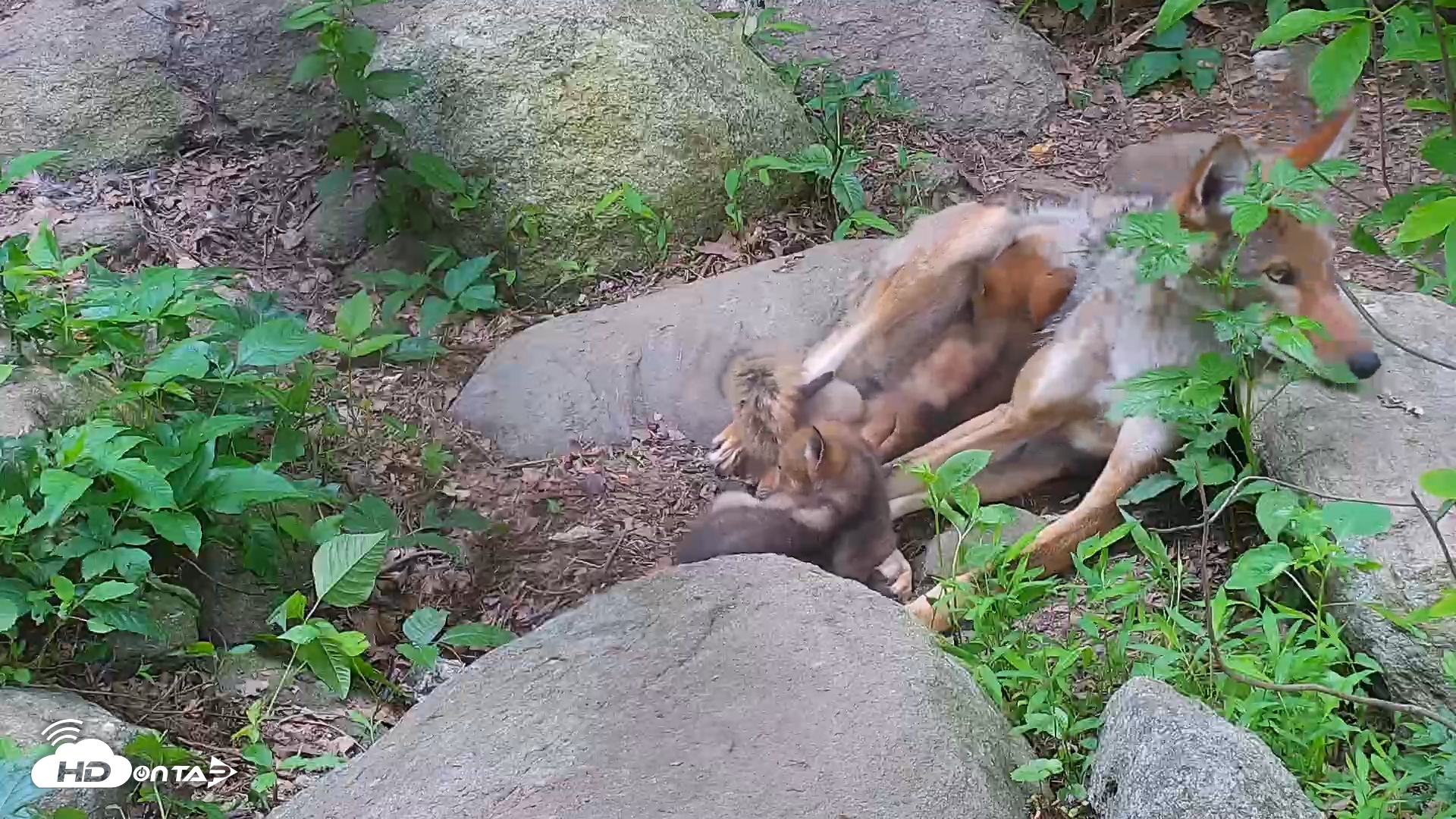 Snapshot of Wolf Center - Group 4 Wolves taken Jun 13, 2025, 8:02am EDT