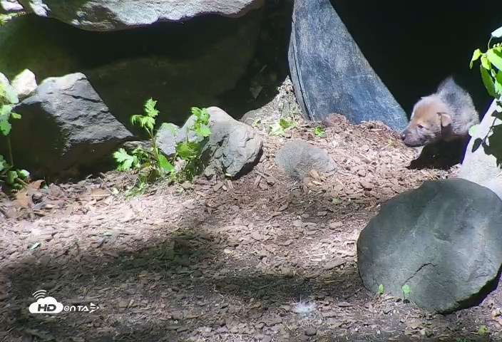 Snapshot of Wolf Center - Group 4 Wolves taken May 19, 2025, 11:10am EDT