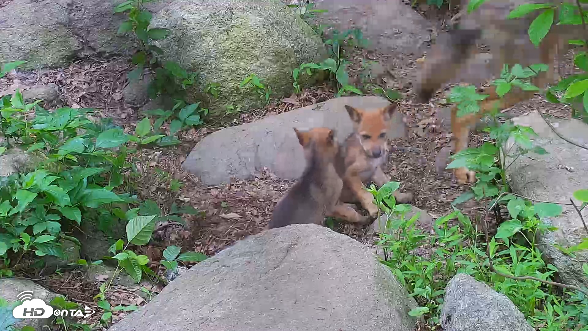 Snapshot of Wolf Center - Group 4 Wolves taken Jun 13, 2025, 8:03am EDT
