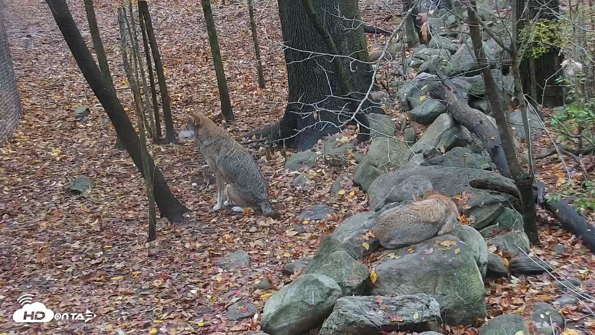 Snapshot of Wolf Center - Group 4 Wolves taken Oct 31, 2025, 7:45am EDT