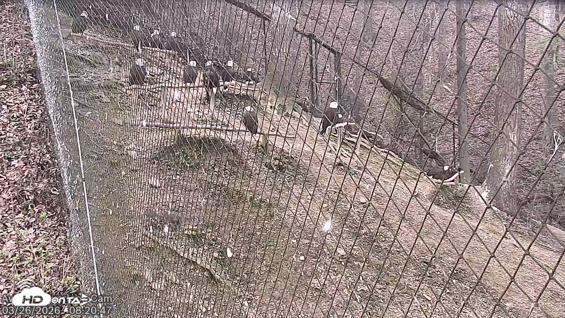 Snapshot of Dollywood Eagles Live Webcam - Aviary 1 taken Mar 26, 2026, 8:21am EDT