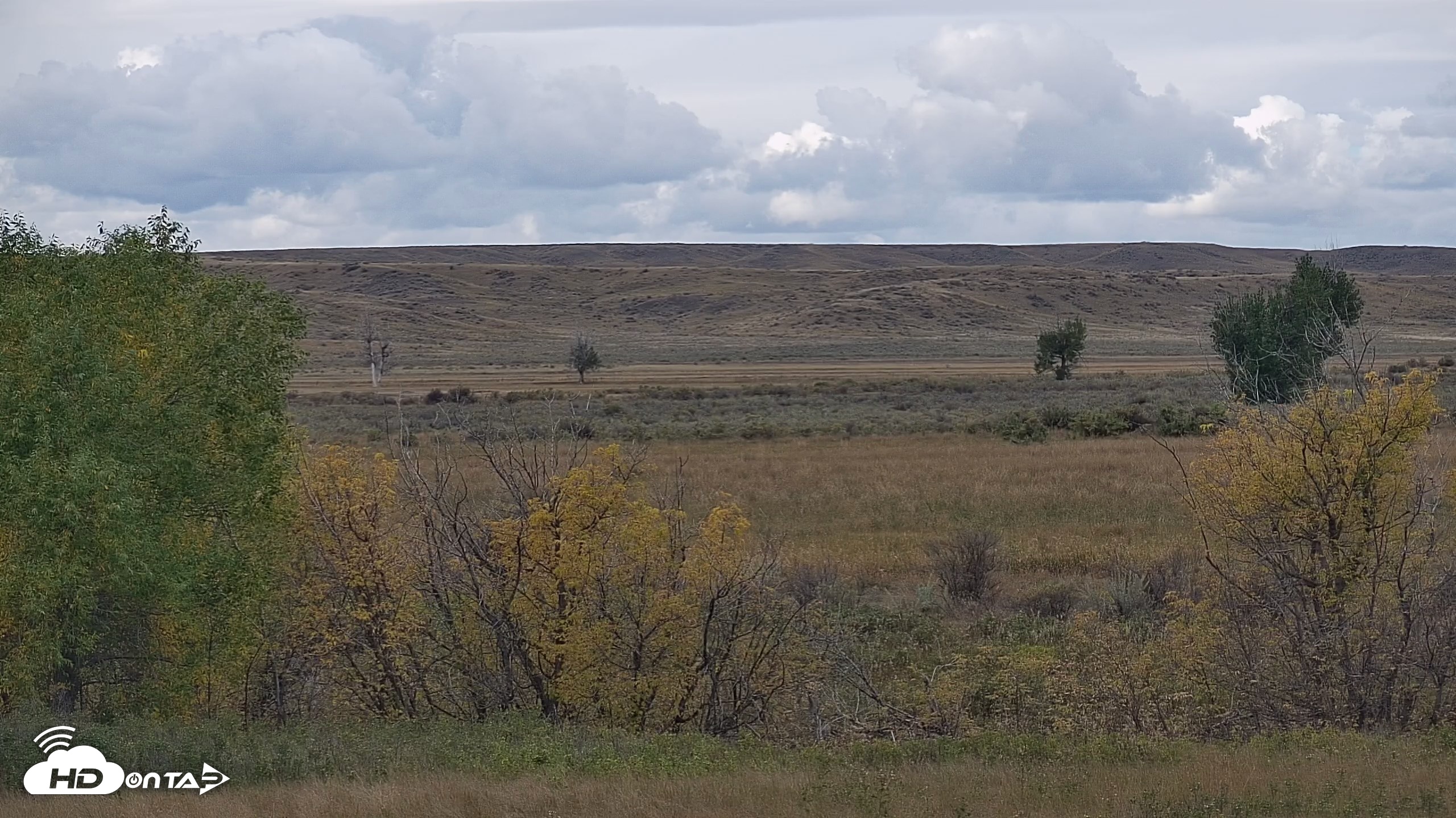 Snapshot of Montana Grasslands Bison Live Webcam taken Sep 30, 2026, 1:41pm MDT
