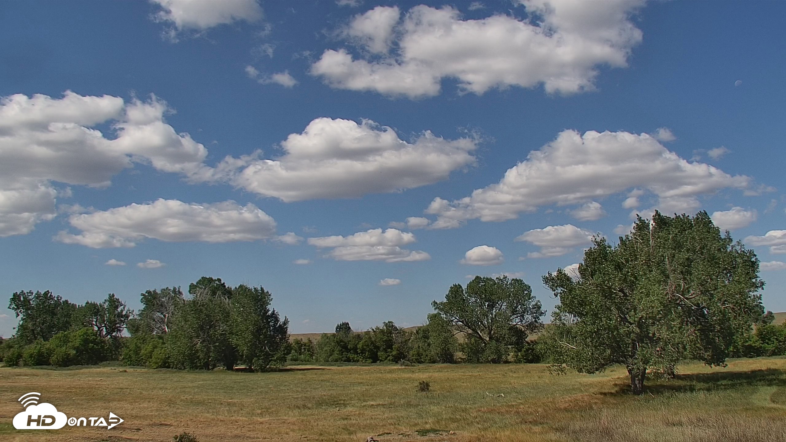 Snapshot of Montana Grasslands Bison Live Webcam taken Aug 4, 2026, 11:00am MDT