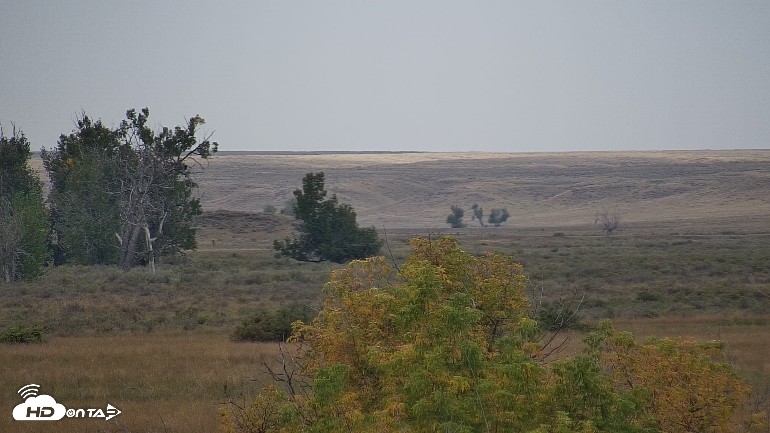 Snapshot of Montana Grasslands Bison Live Webcam taken Sep 23, 2026, 11:04am MDT