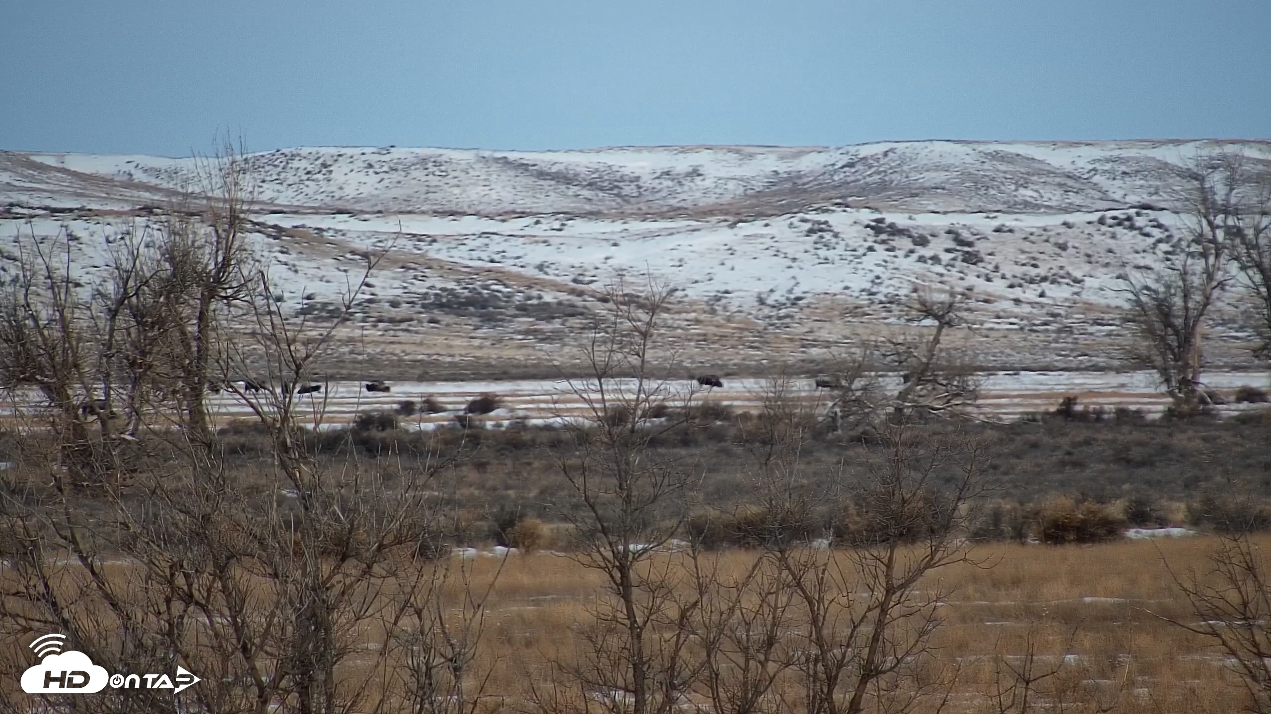 Snapshot of Montana Grasslands Bison Live Webcam taken Dec 7, 2025, 7:43am MST