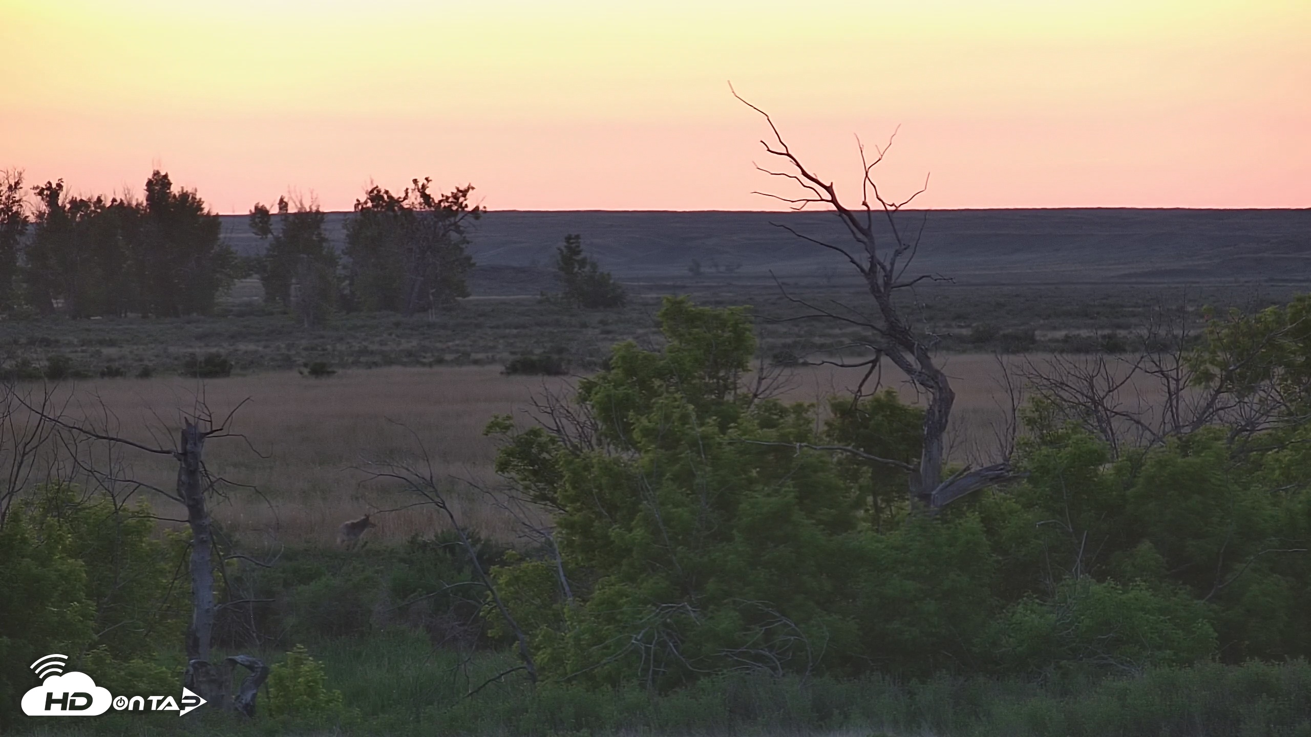 Snapshot of Montana Grasslands Bison Live Webcam taken May 29, 2025, 9:11pm MDT