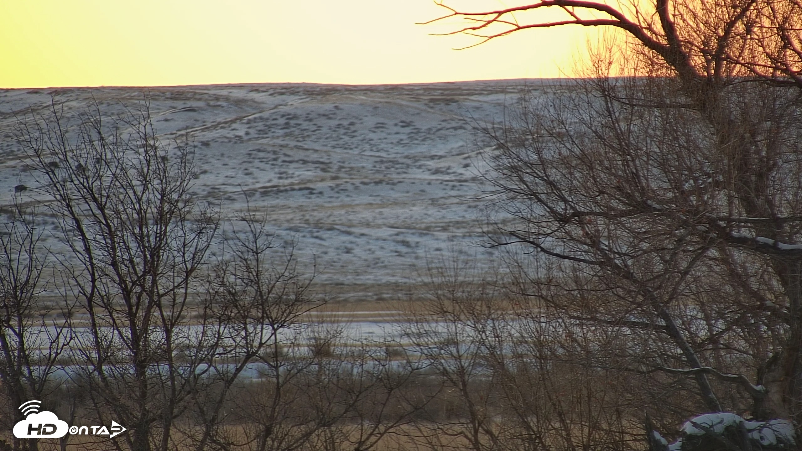 Snapshot of Montana Grasslands Bison Live Webcam taken Feb 10, 2025, 5:41pm MST