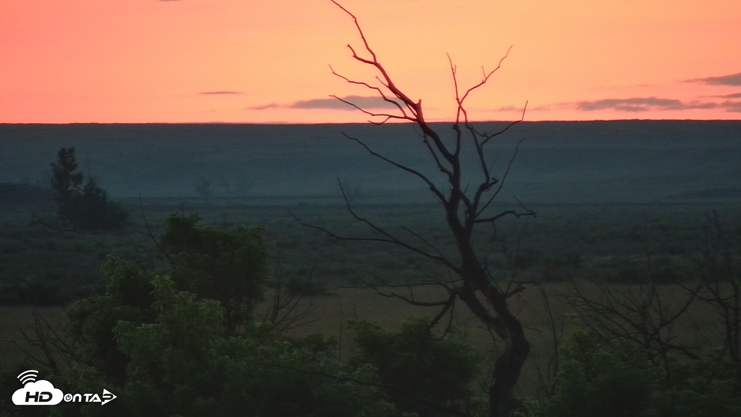 Snapshot of Montana Grasslands Bison Live Webcam taken Jul 17, 2025, 9:37pm MDT