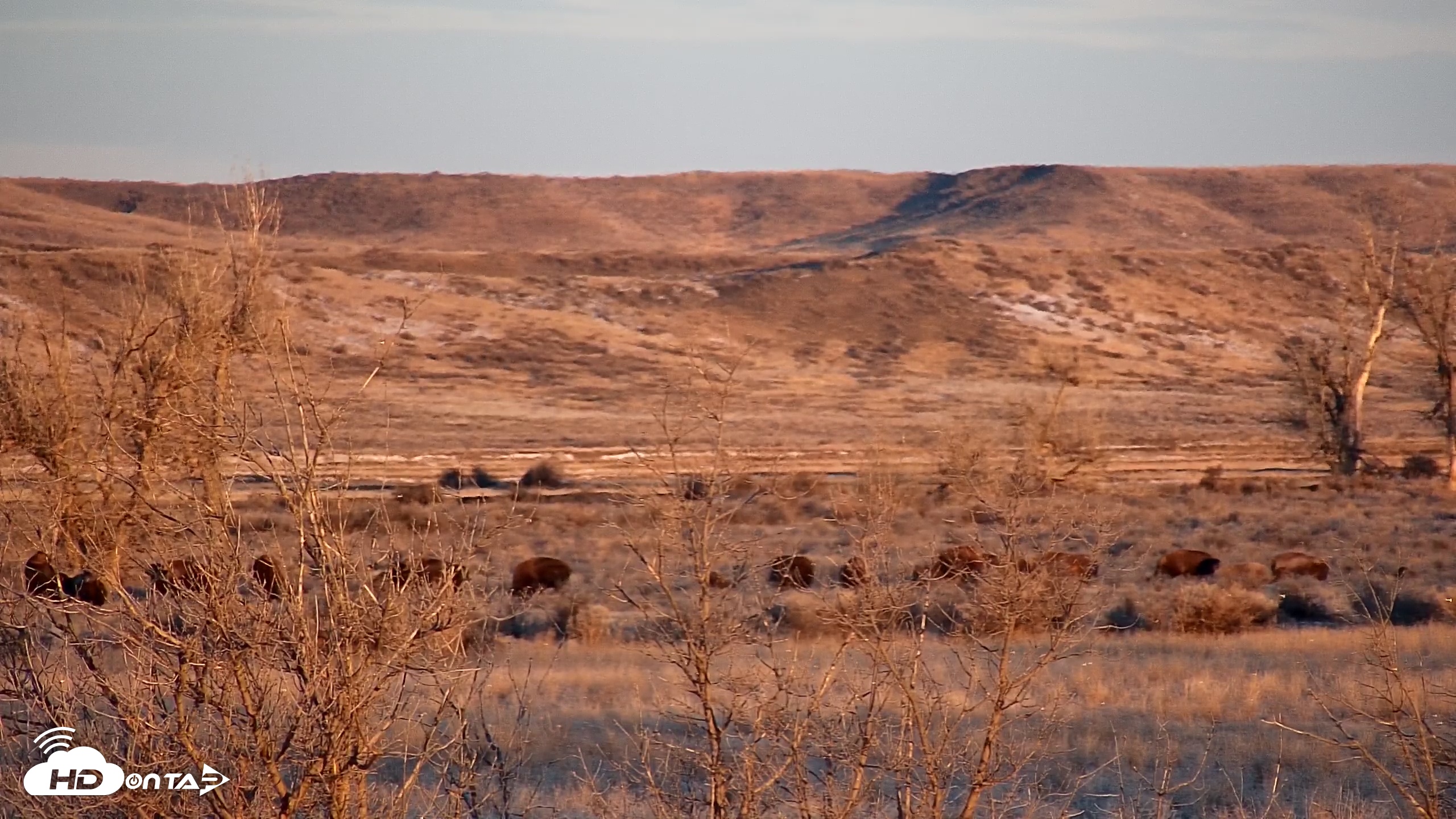 Snapshot of Montana Grasslands Bison Live Webcam taken Feb 23, 2026, 7:17am MST