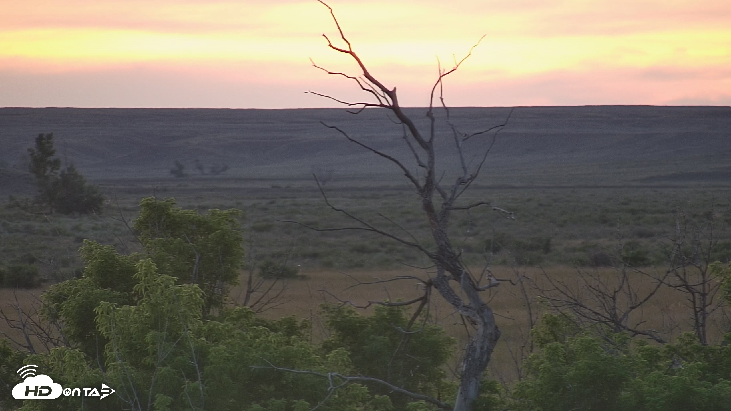 Snapshot of Montana Grasslands Bison Live Webcam taken Jul 13, 2025, 9:14pm MDT