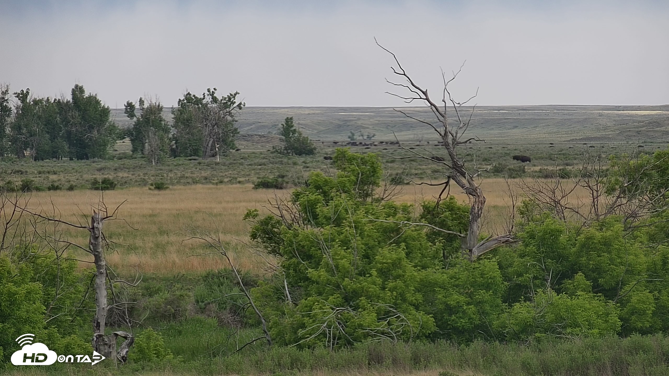 Snapshot of Montana Grasslands Bison Live Webcam taken Jun 4, 2025, 7:23am MDT