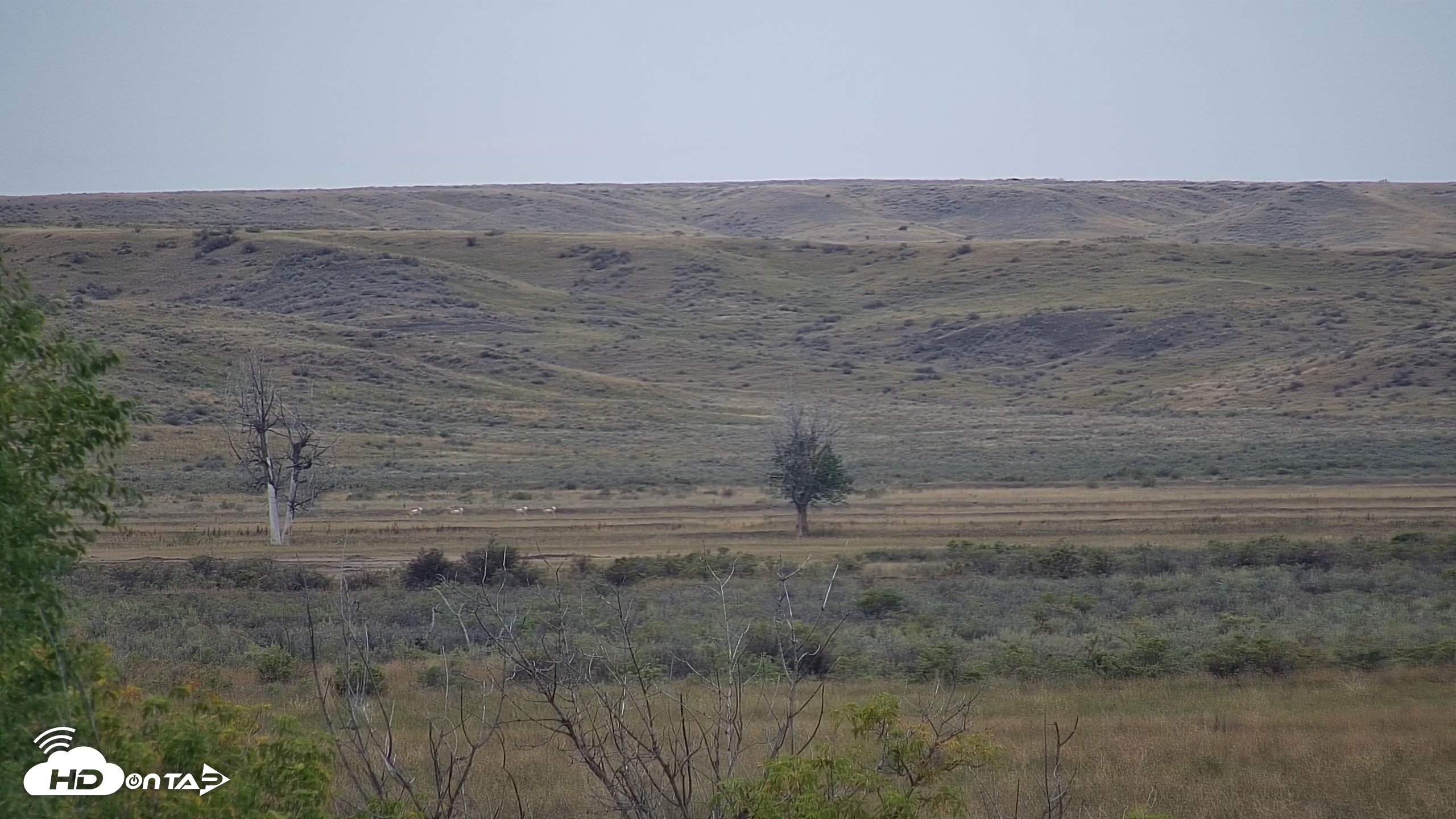 Snapshot of Montana Grasslands Bison Live Webcam taken Sep 23, 2026, 11:07am MDT