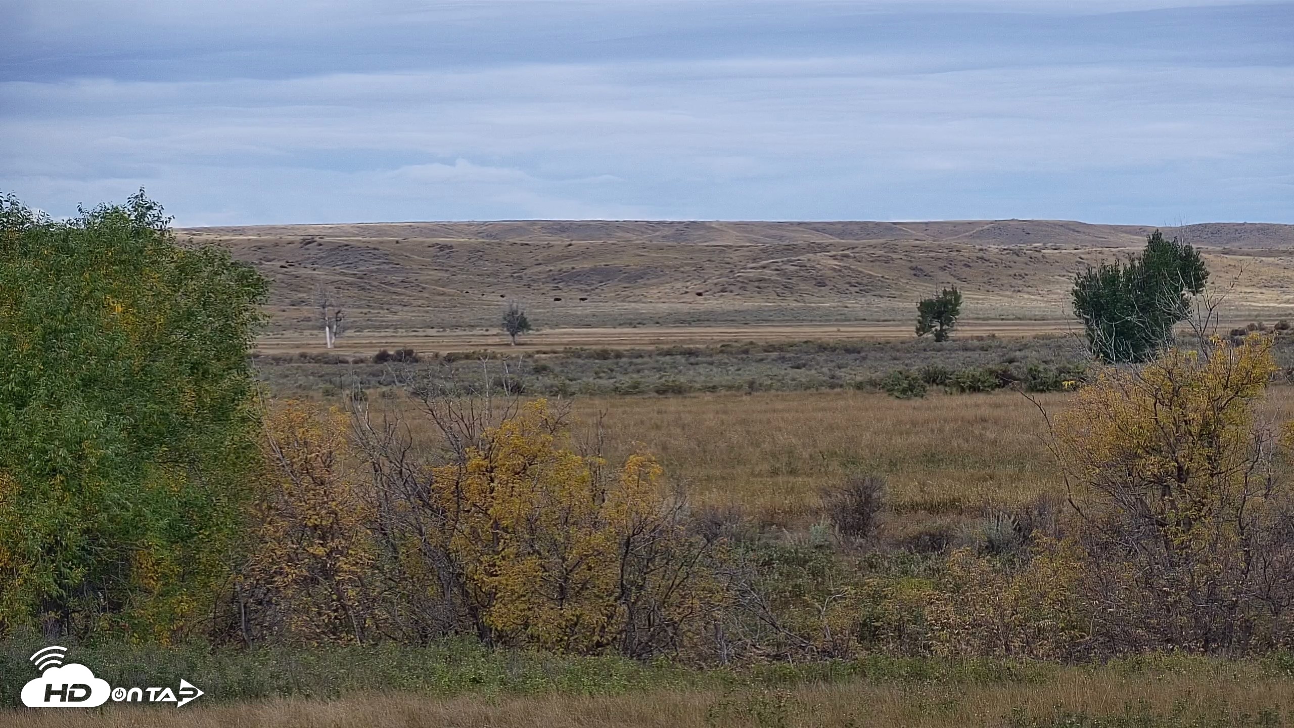 Snapshot of Montana Grasslands Bison Live Webcam taken Oct 1, 2026, 10:29am MDT