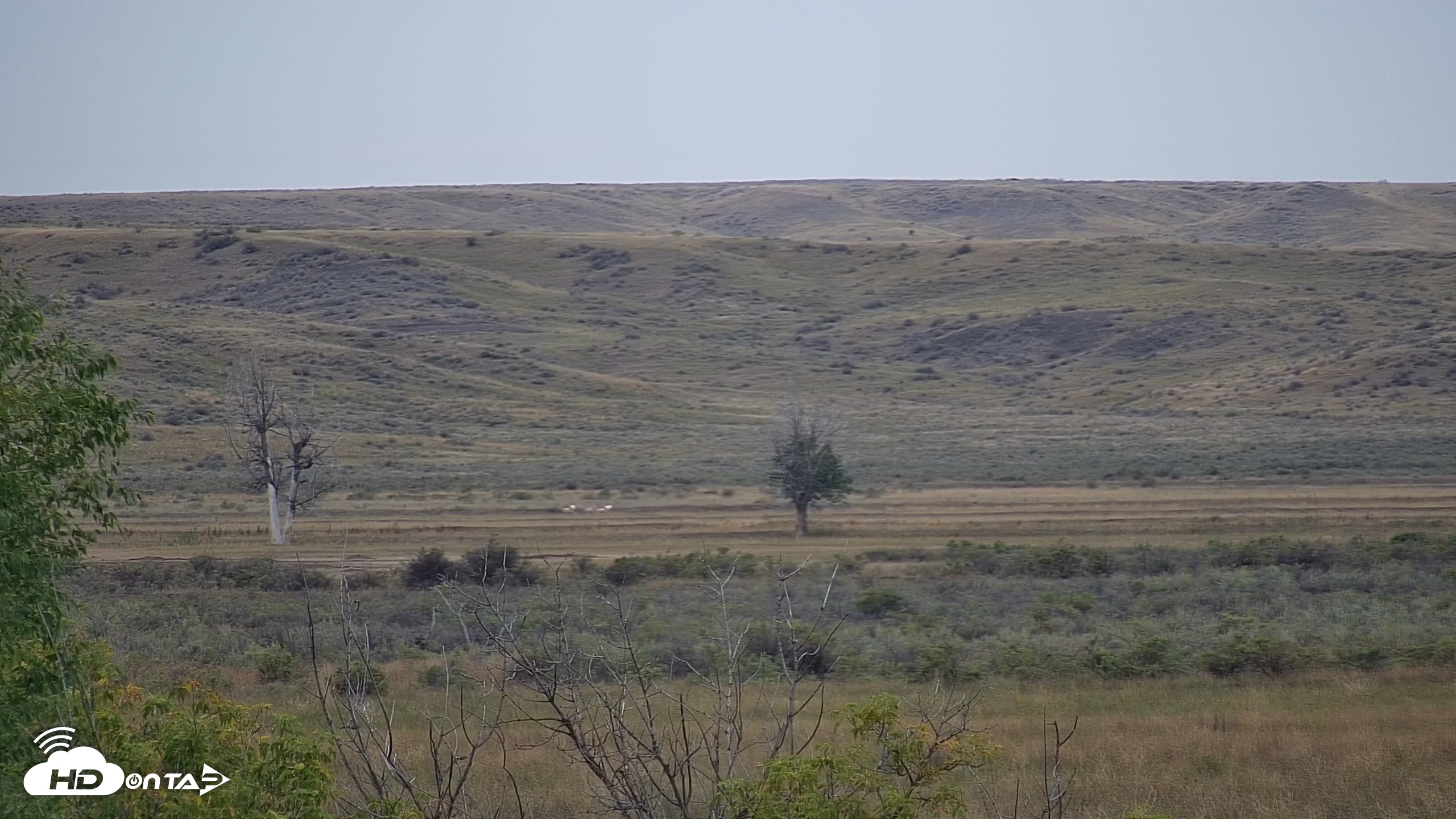 Snapshot of Montana Grasslands Bison Live Webcam taken Sep 23, 2026, 11:06am MDT