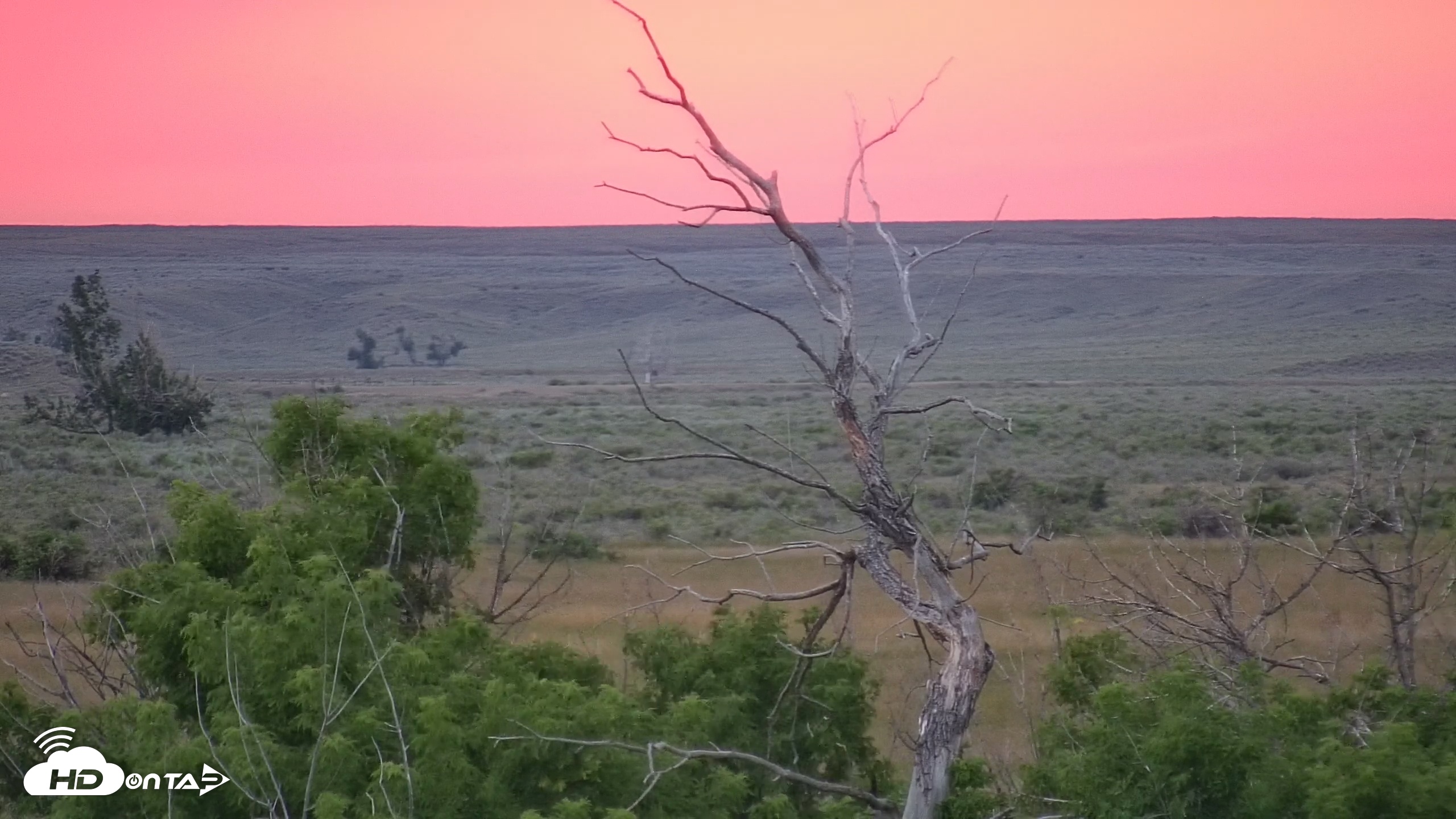 Snapshot of Montana Grasslands Bison Live Webcam taken Jul 10, 2025, 9:12pm MDT