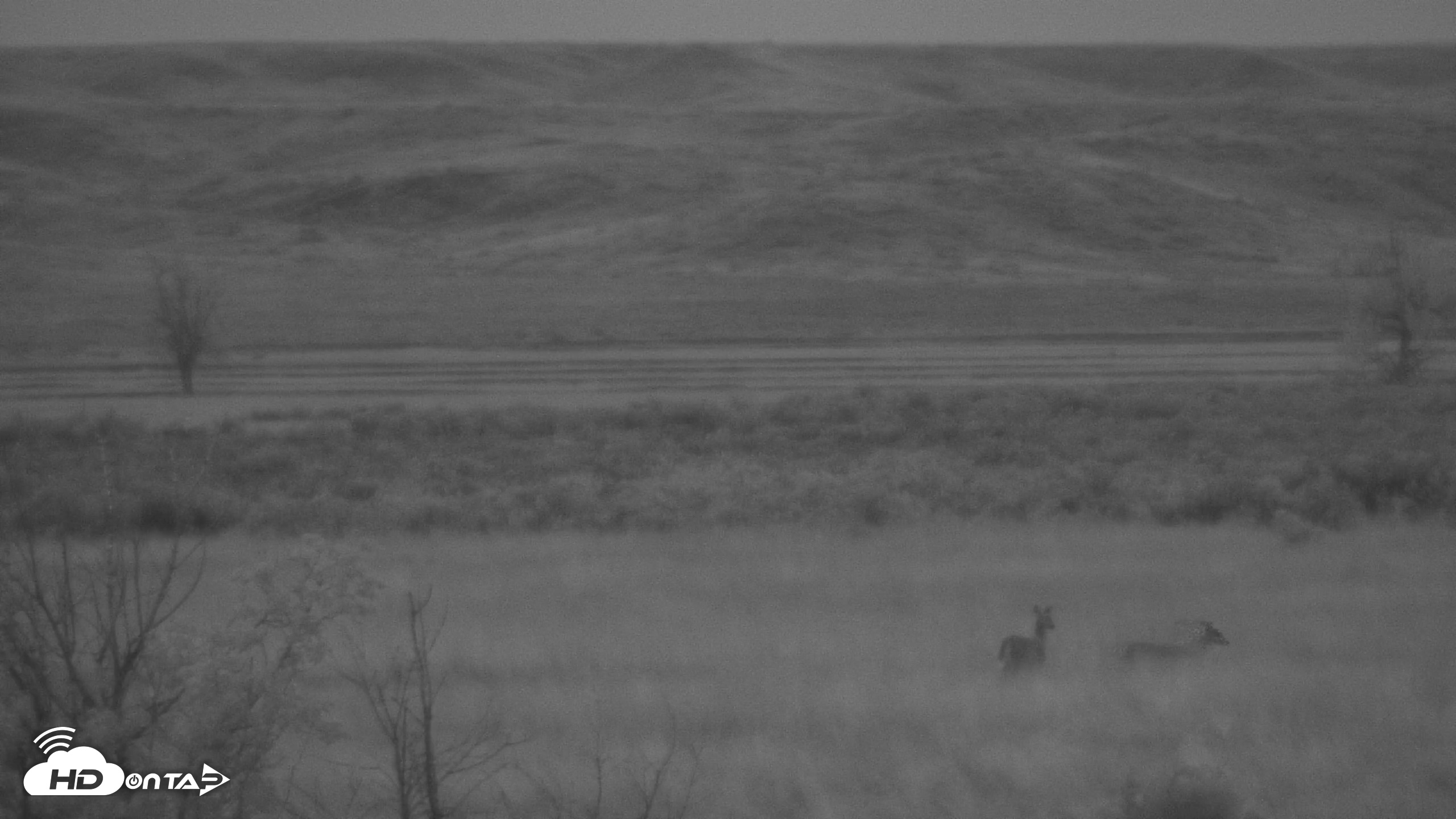 Snapshot of Montana Grasslands Bison Live Webcam taken May 18, 2025, 5:10am MDT